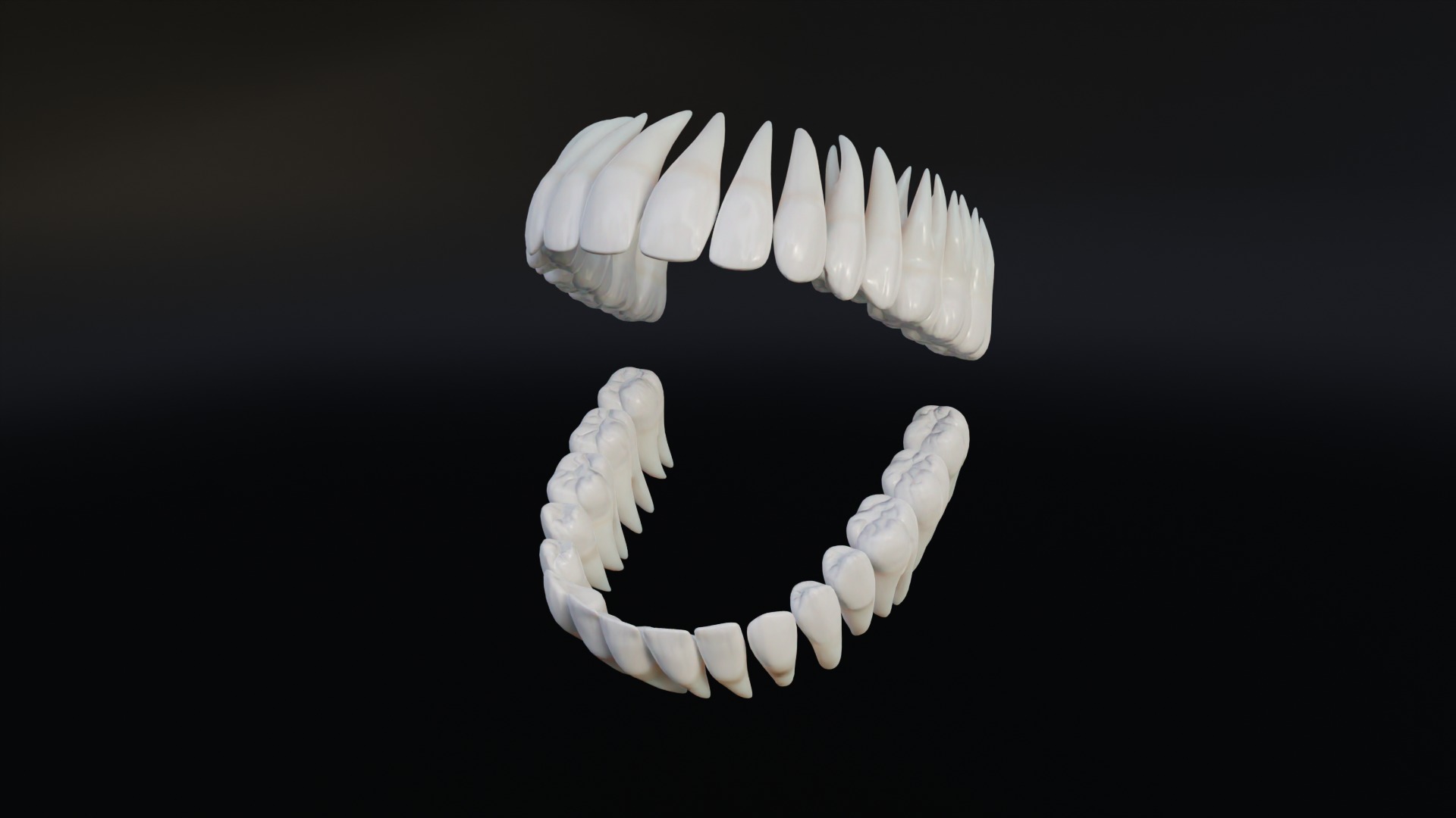 Clean Human Teeth Realistic and Detailed Low-poly 3D model_2