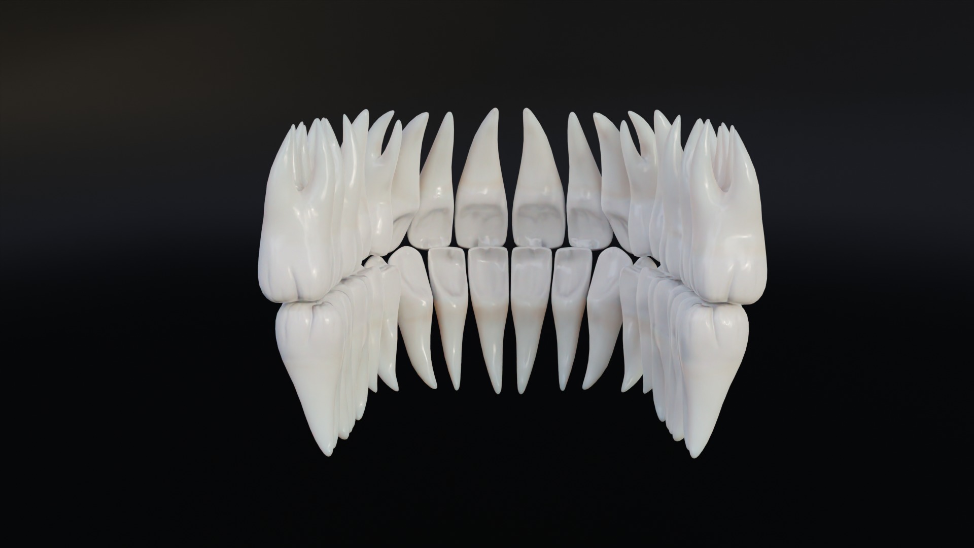 Clean Human Teeth Realistic and Detailed Low-poly 3D model_7