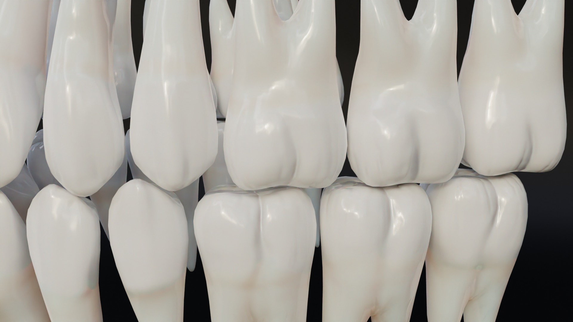Clean Human Teeth Realistic and Detailed Low-poly 3D model_14
