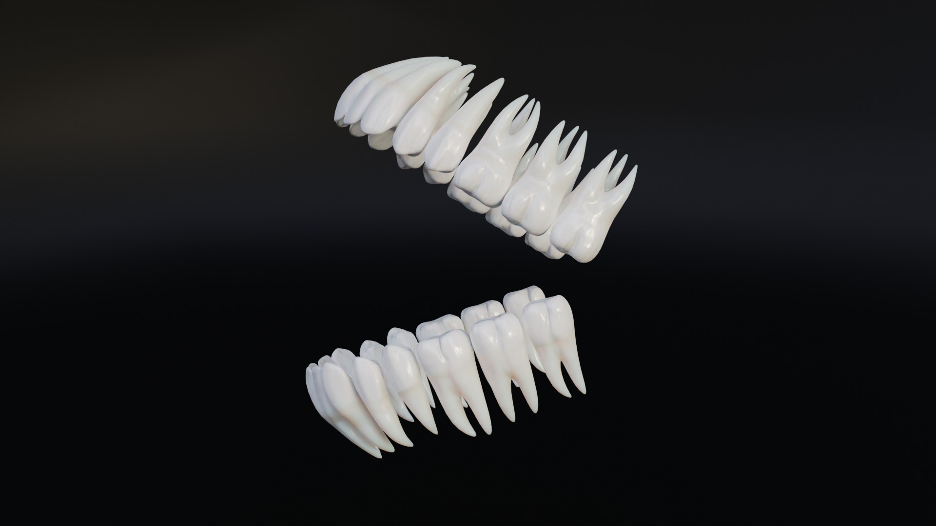 Clean Human Teeth Realistic and Detailed Low-poly 3D model_4