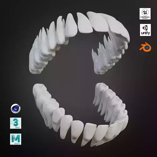Clean Human Teeth Realistic and Detailed Low-poly 3D model