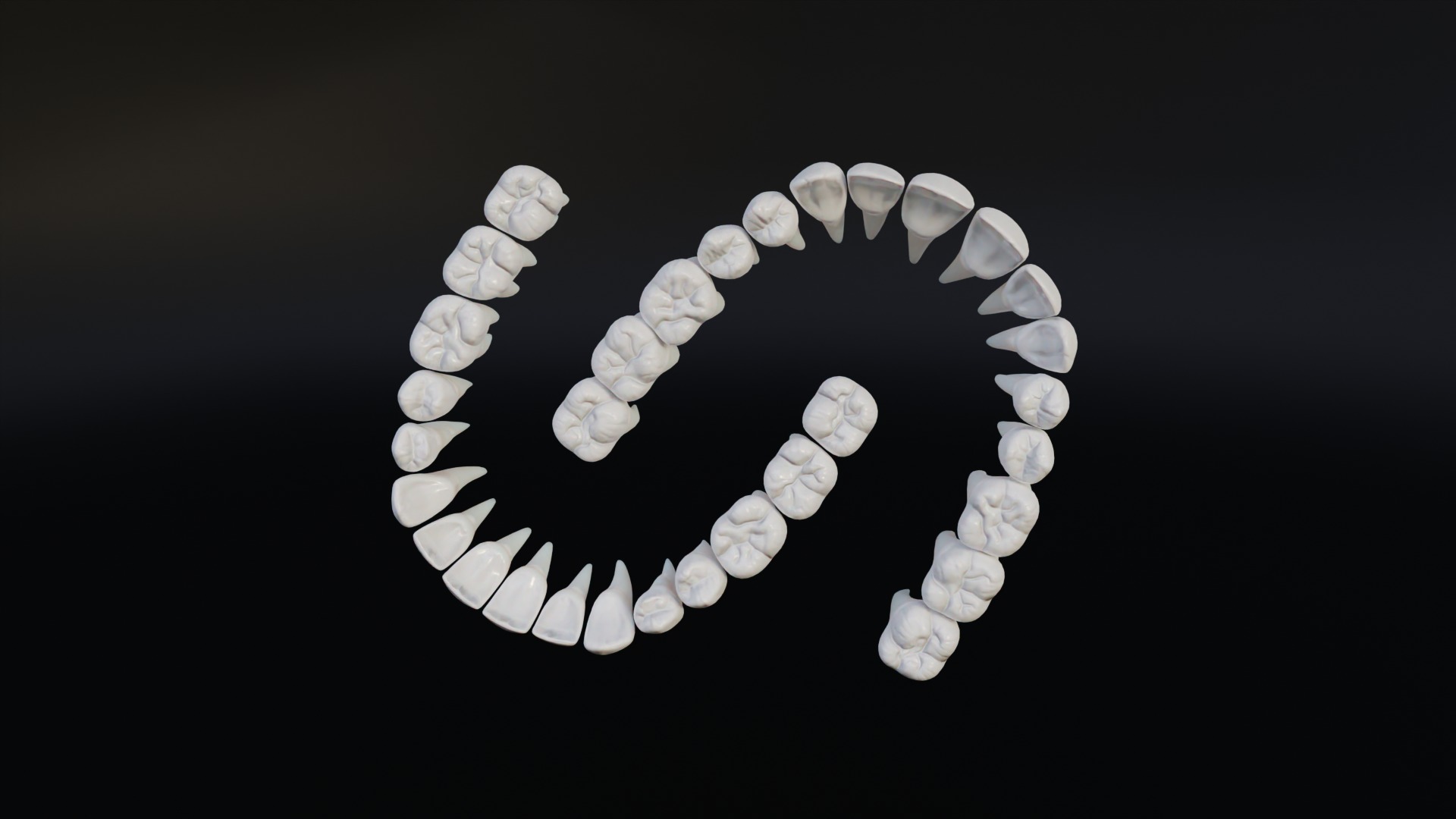 Clean Human Teeth Realistic and Detailed Low-poly 3D model_11