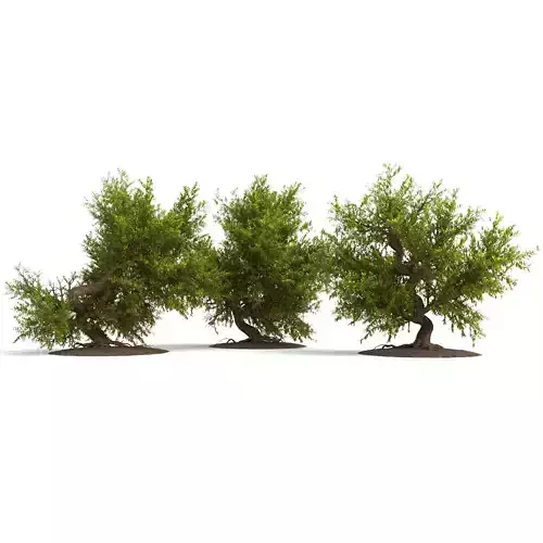 plants collection34 three trees