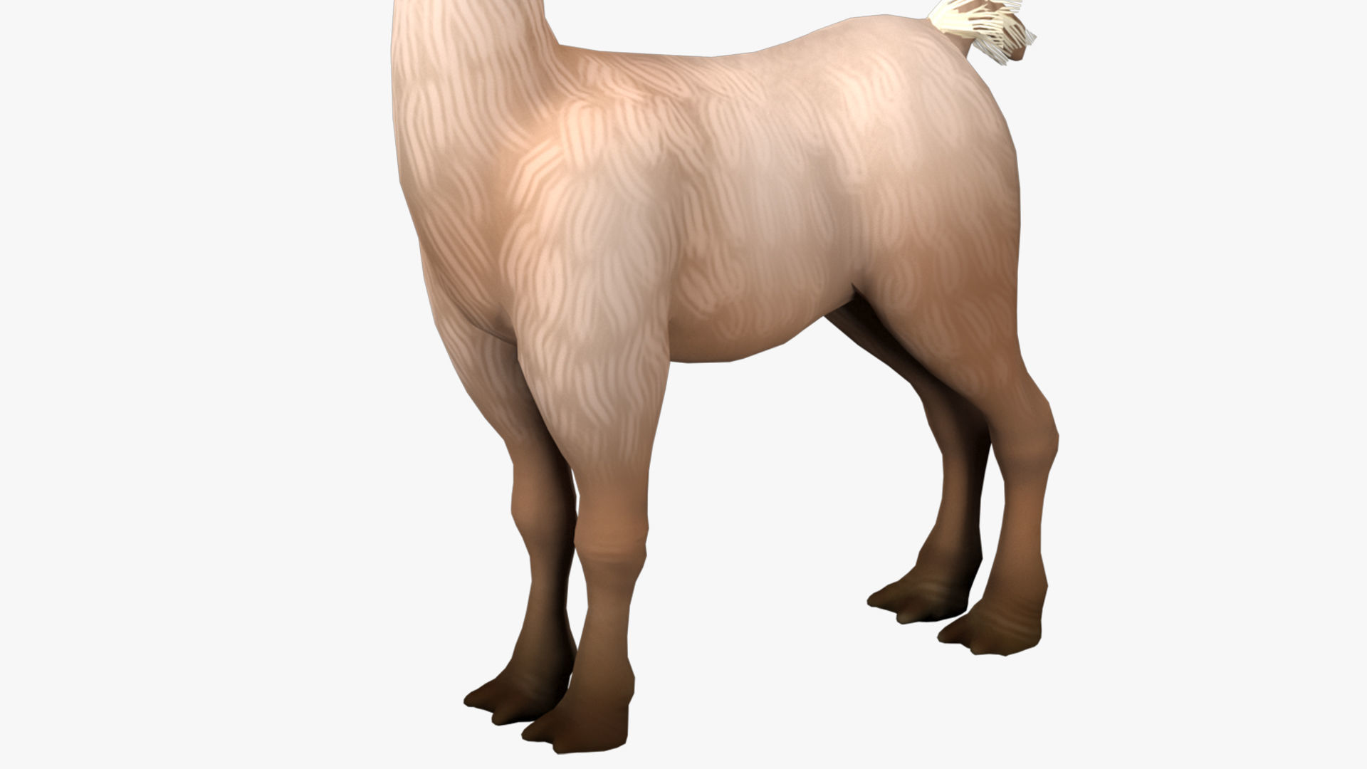 alpaca with rig  high-poly textured 3D model_5