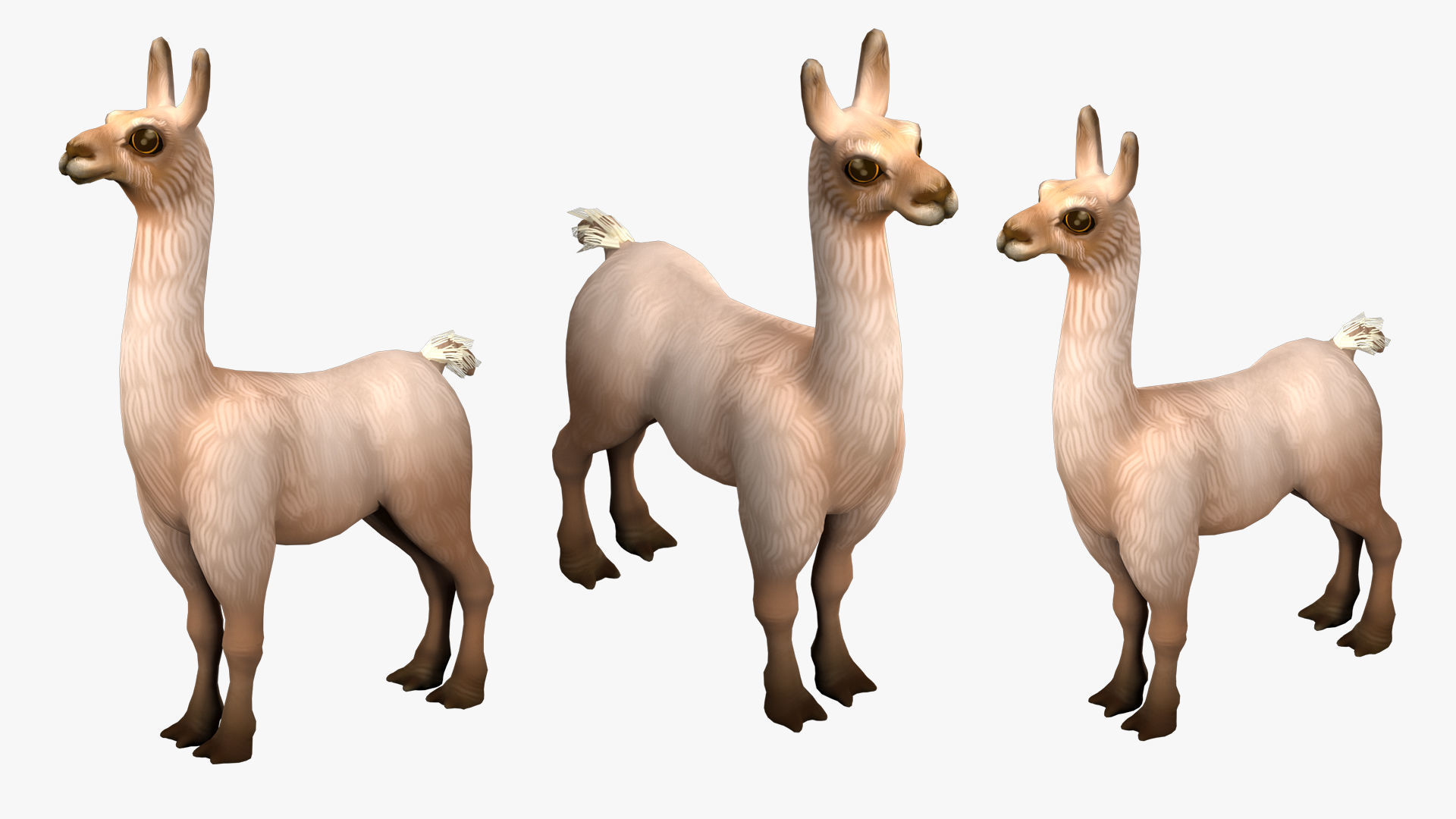 alpaca with rig  high-poly textured 3D model_4