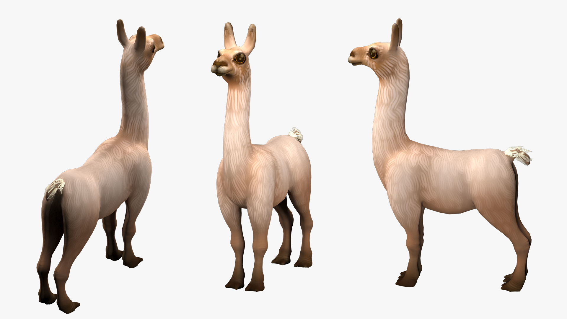 alpaca with rig  high-poly textured 3D model_3
