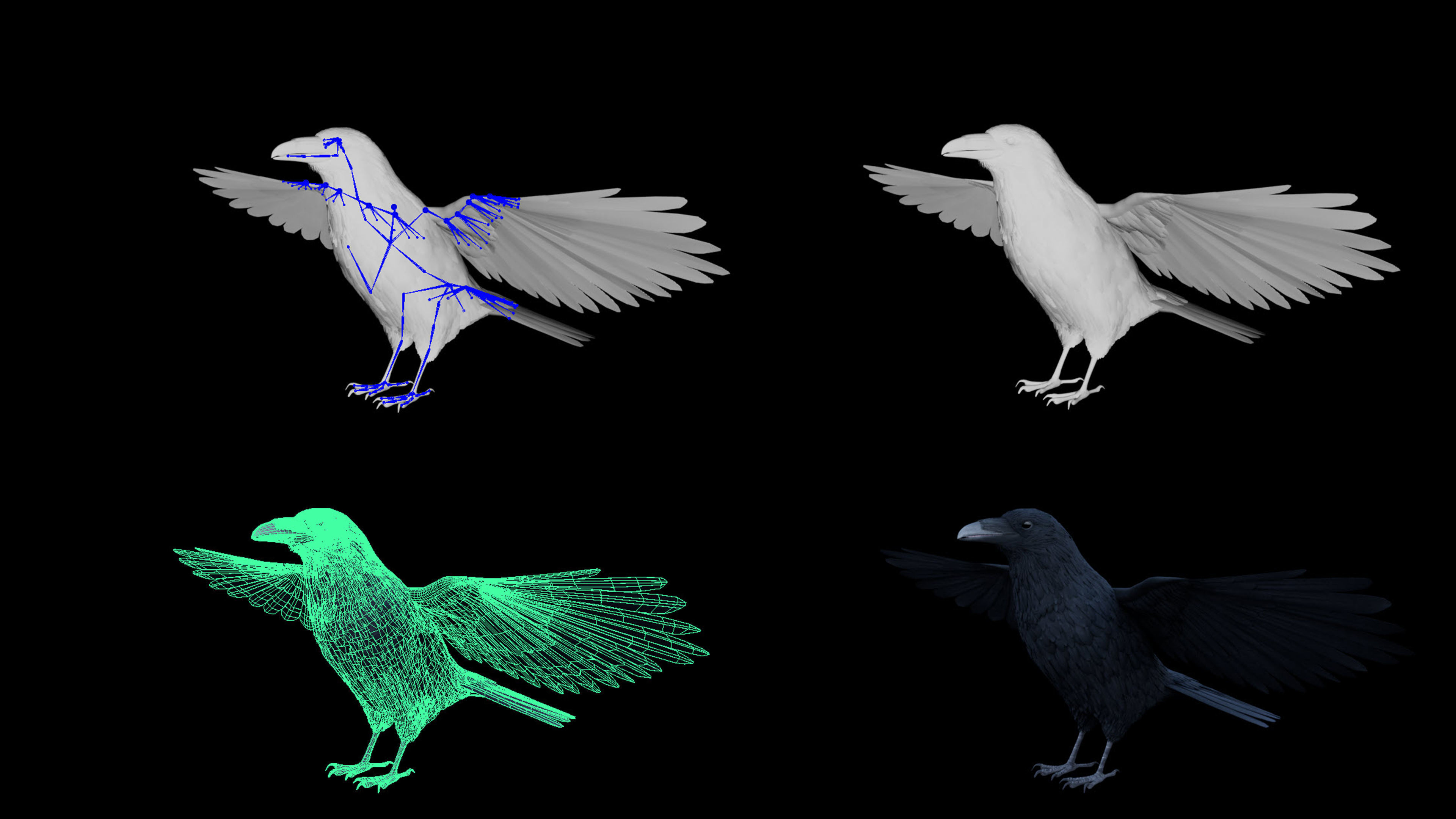 Realistic Animated Raven Low-poly 3D model_15