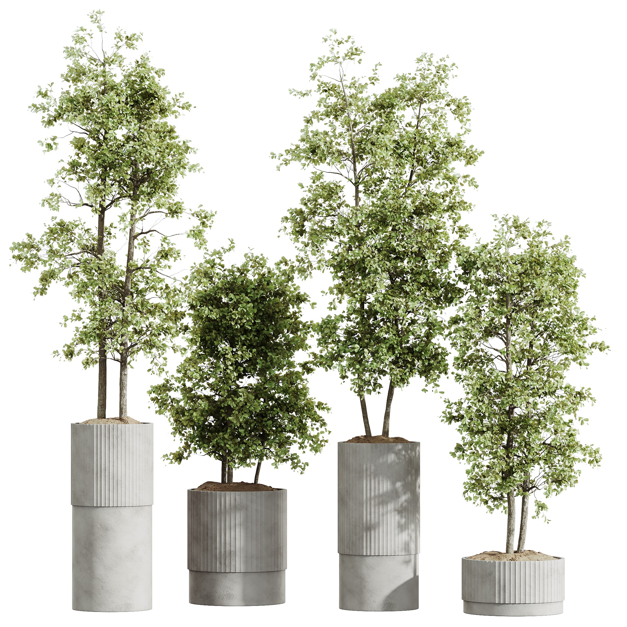 AV HousePlants Mission Kalamata Leccino Arbequina Olive Set06 3D model_3