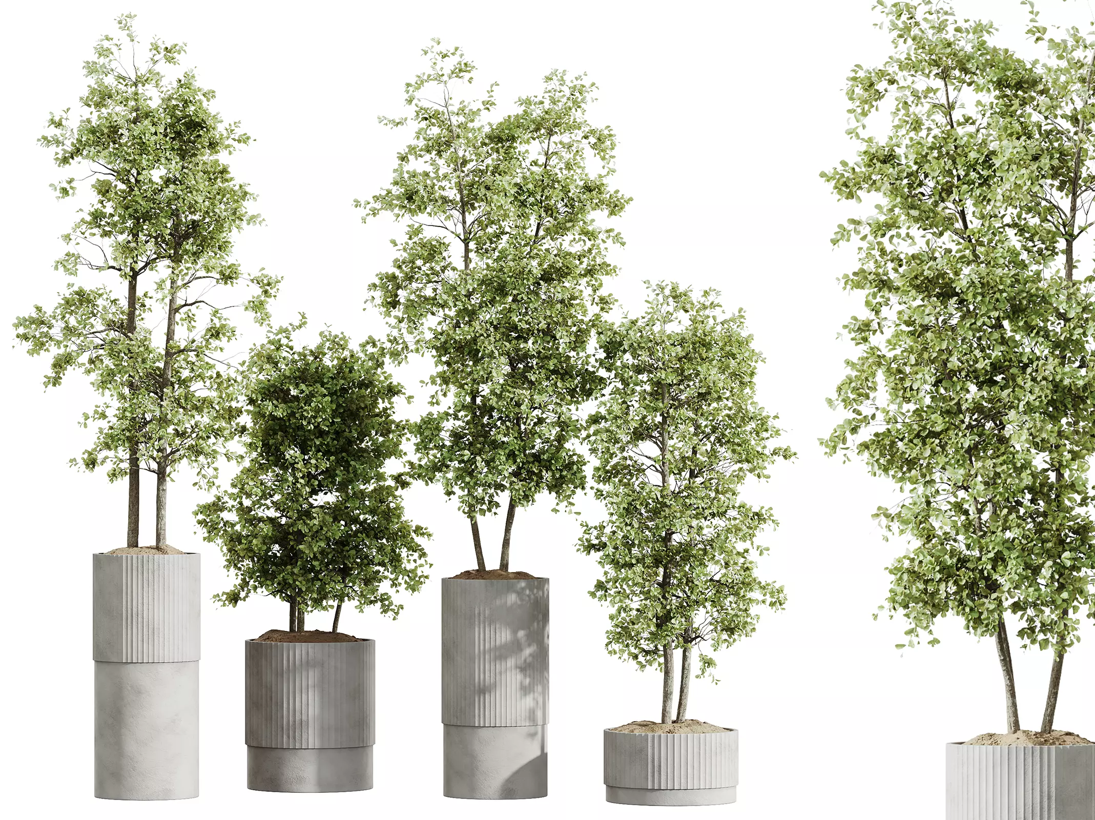 AV HousePlants Mission Kalamata Leccino Arbequina Olive Set06 3D model_0