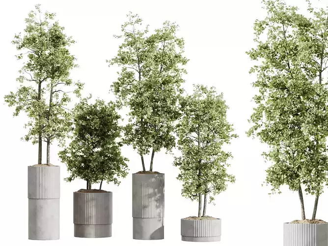 AV HousePlants Mission Kalamata Leccino Arbequina Olive Set06 3D model