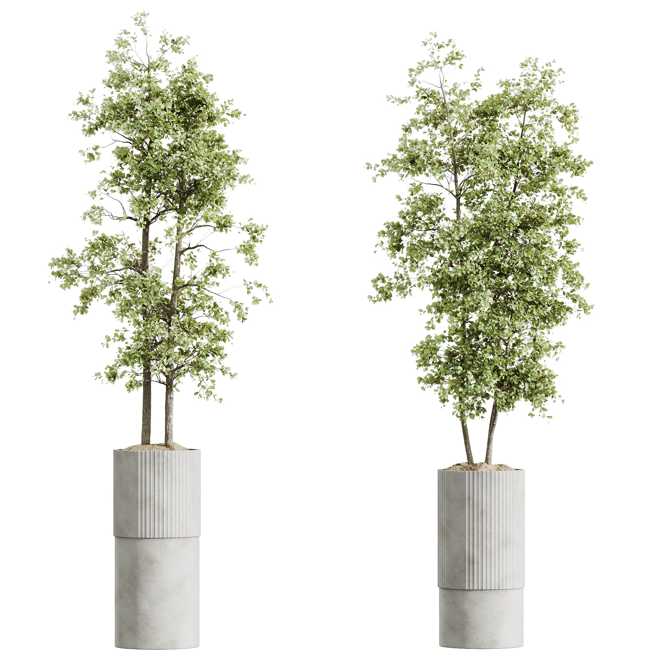 AV HousePlants Mission Kalamata Leccino Arbequina Olive Set06 3D model_2