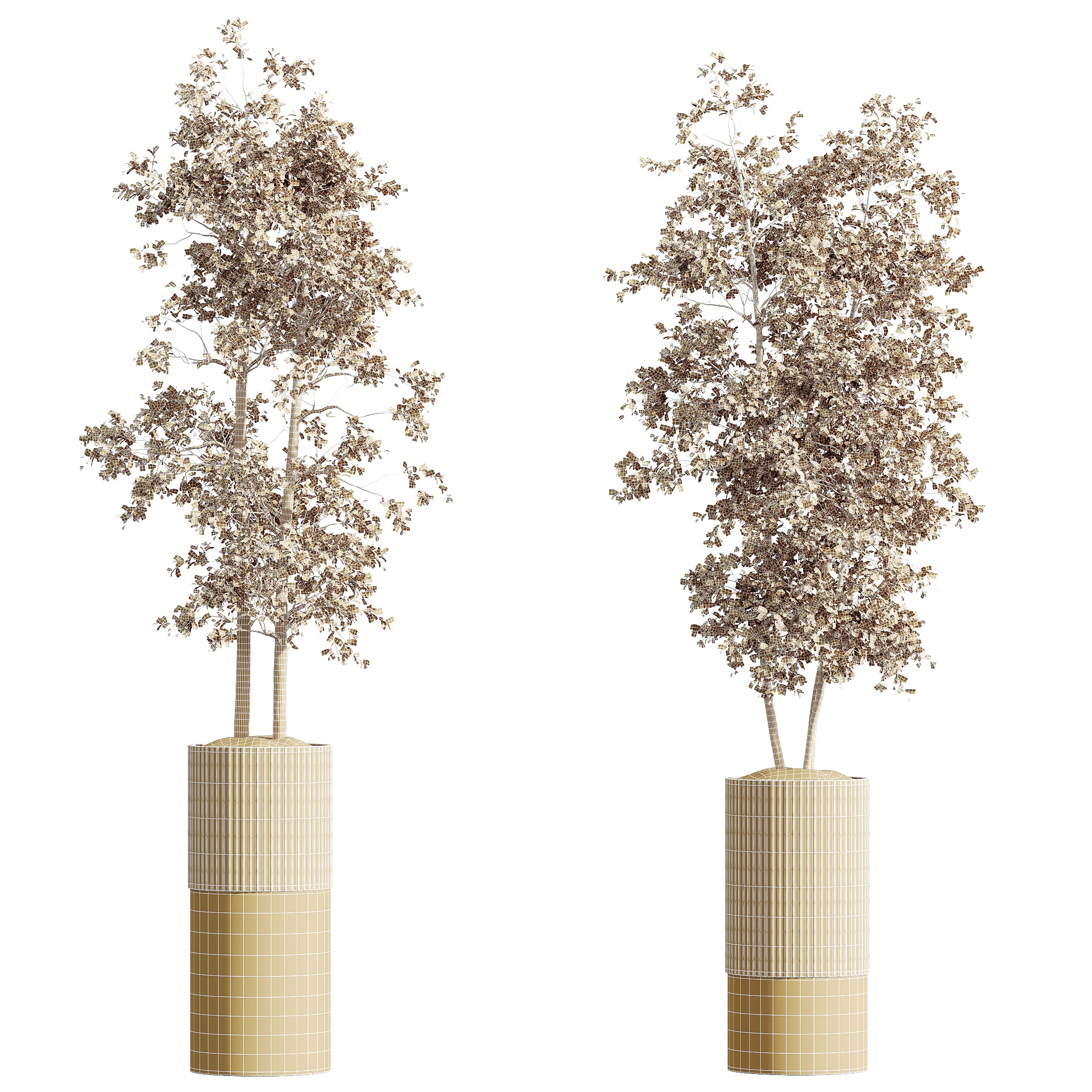 AV HousePlants Mission Kalamata Leccino Arbequina Olive Set06 3D model_4