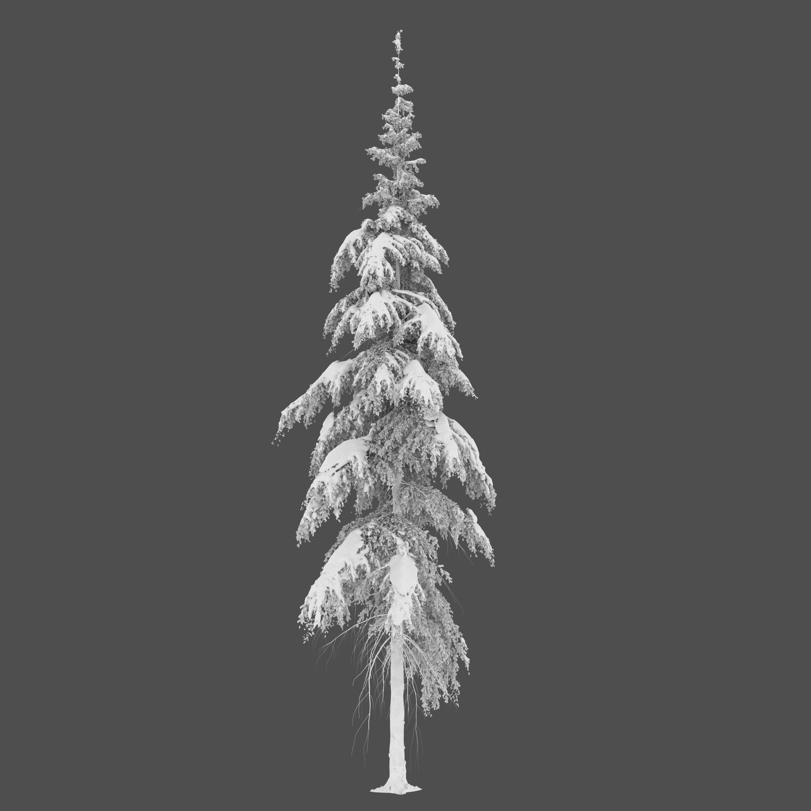 Winter Fir tree 04 3D model_4