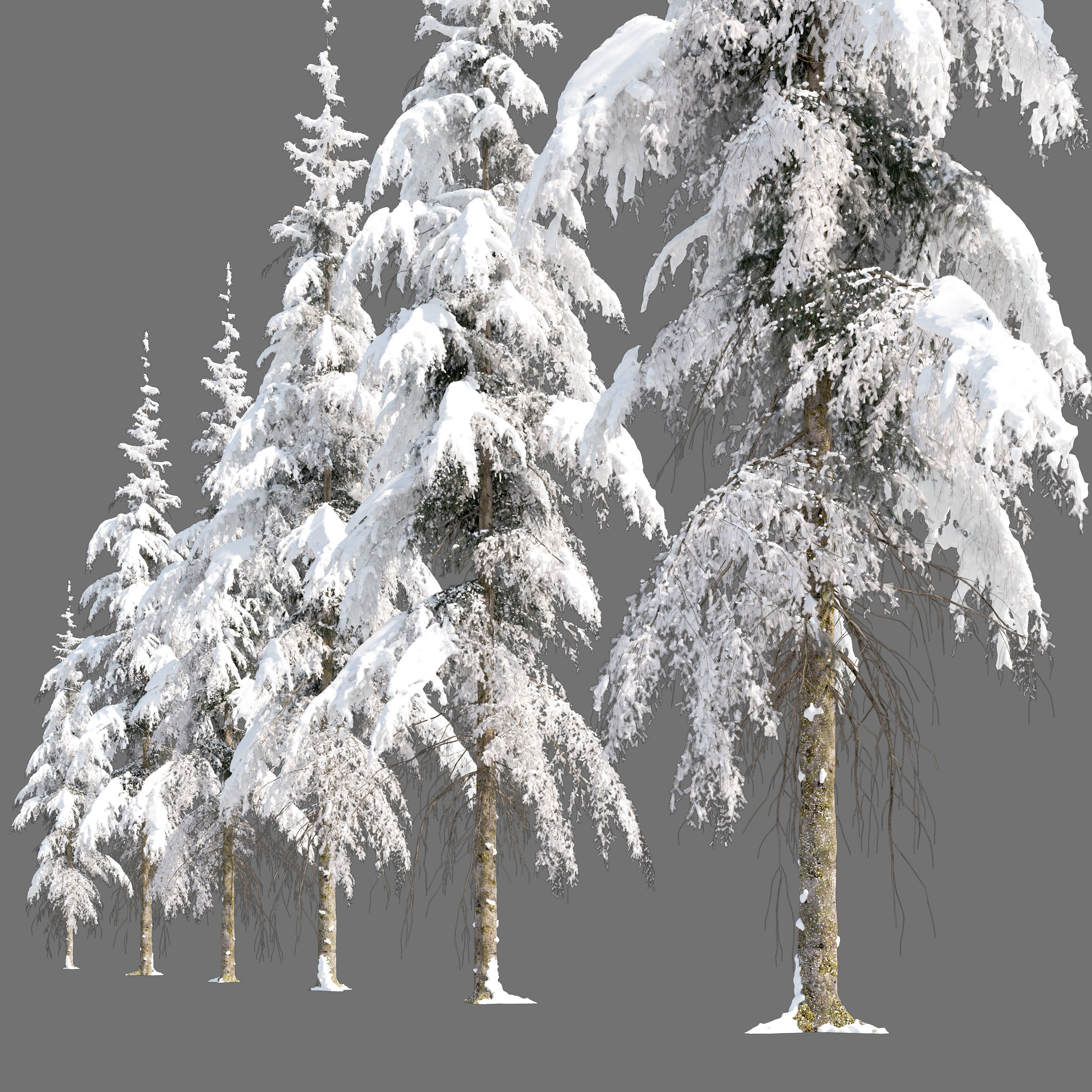 Winter Fir tree 04 3D model_2