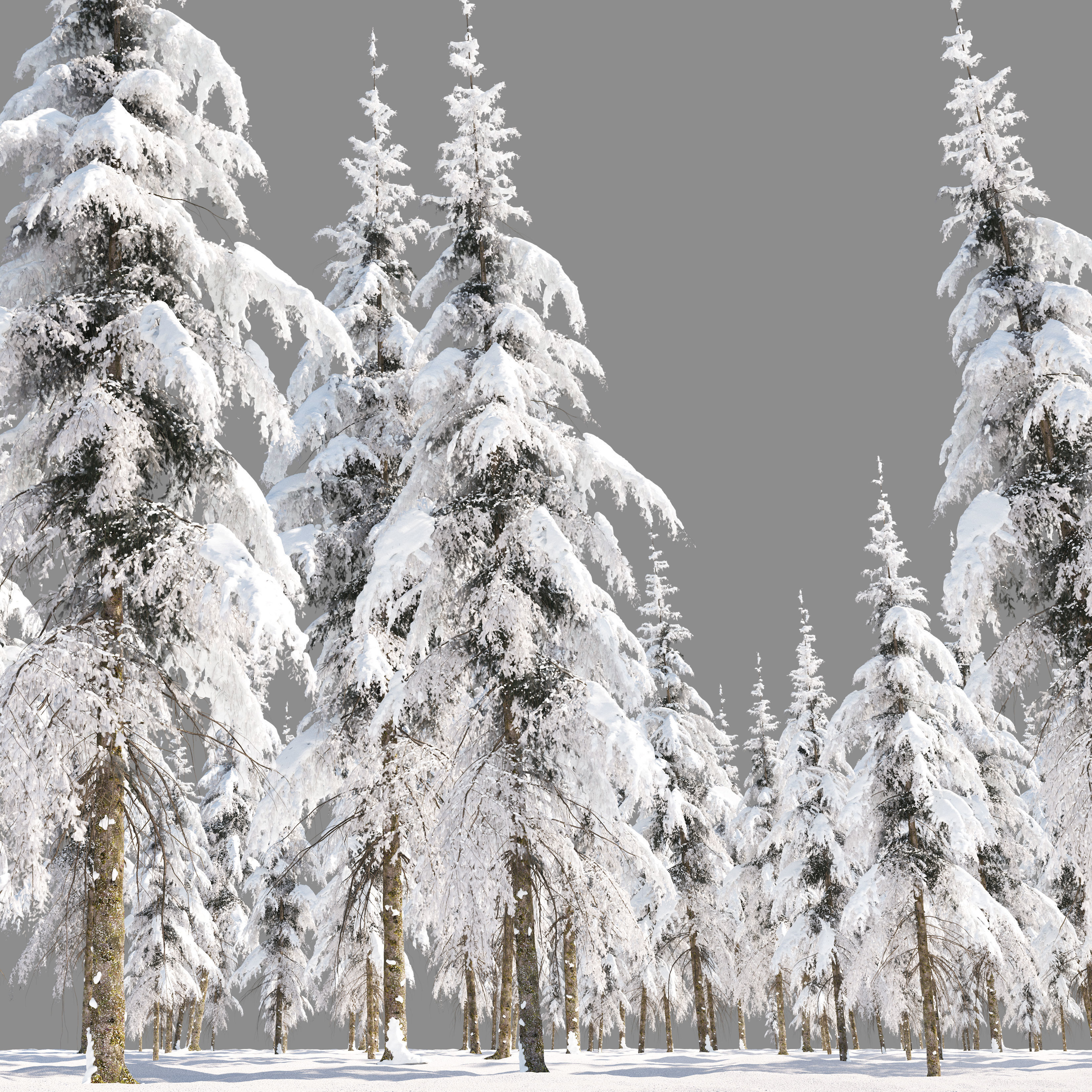 Winter Fir tree 04 3D model_3