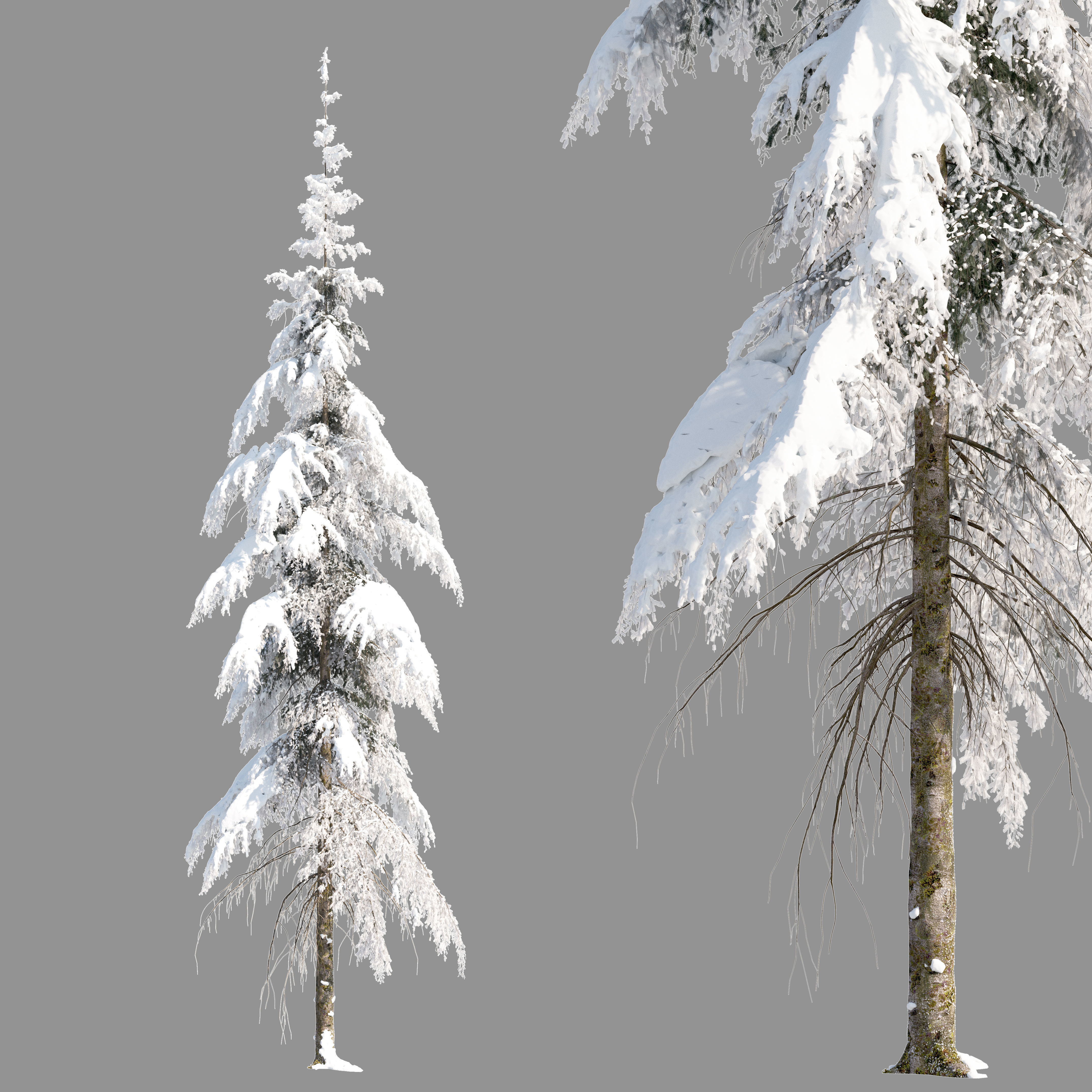 Winter Fir tree 04 3D model_1