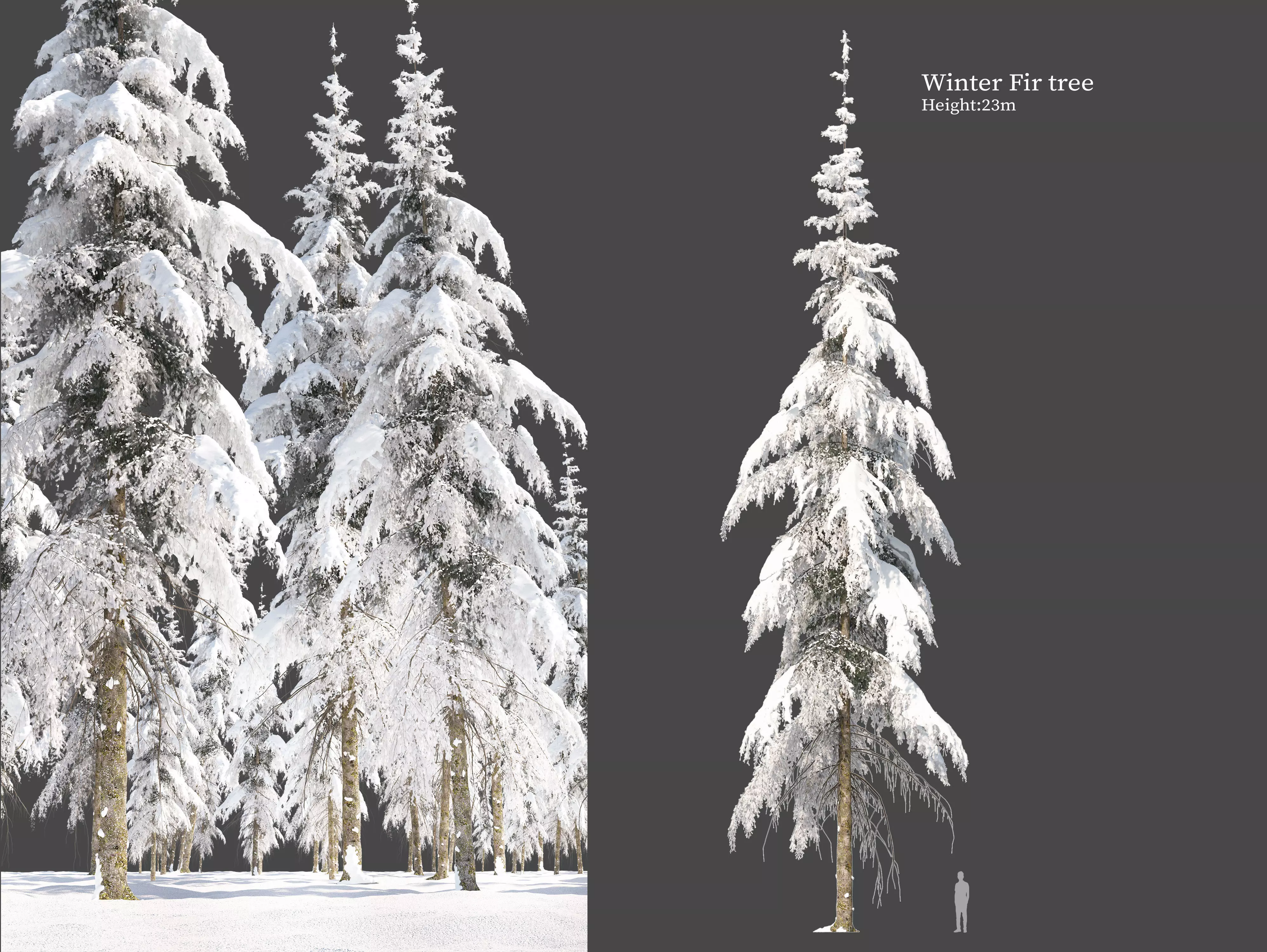 Winter Fir tree 04 3D model_0