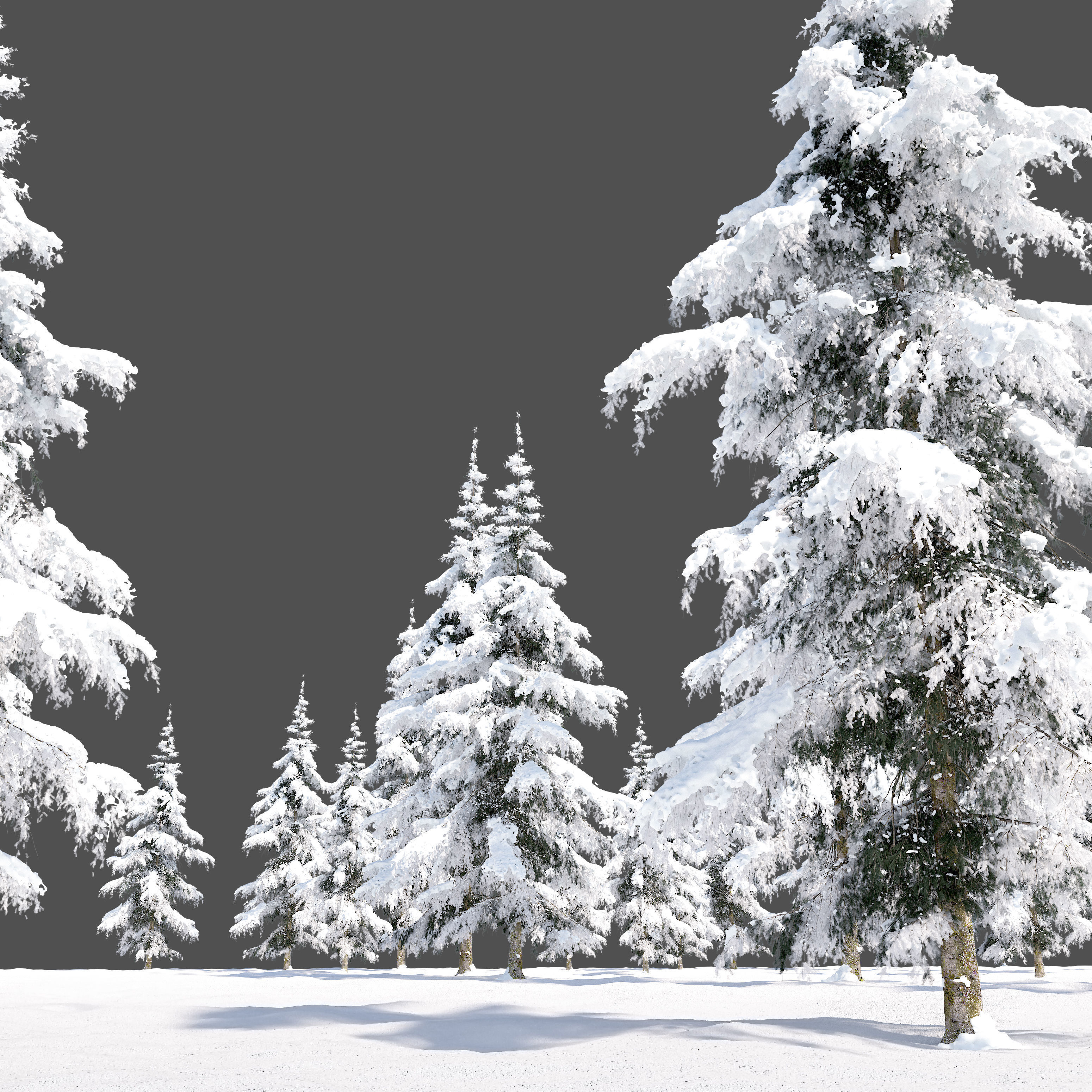 Winter Fir tree 05 3D model_1