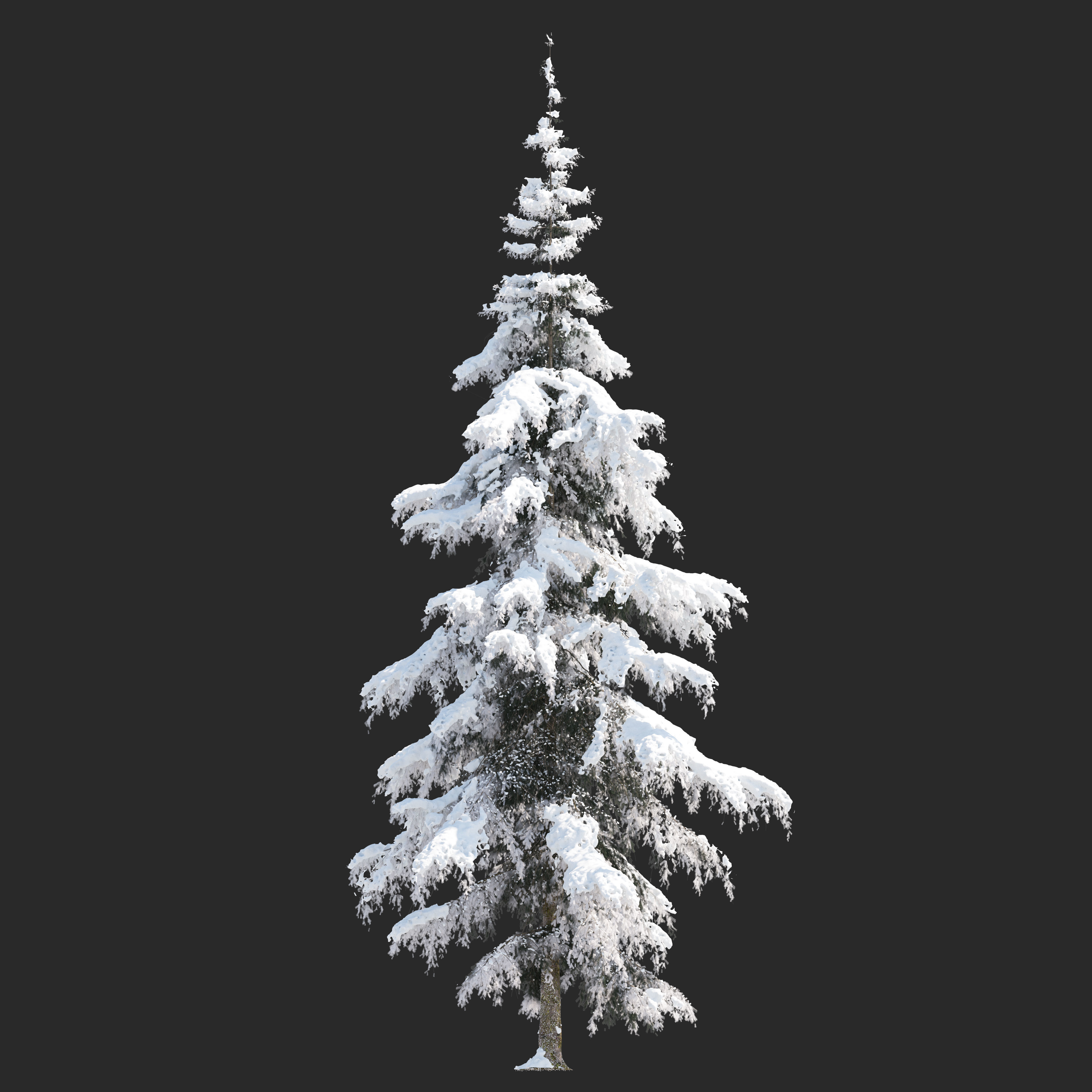 Winter Fir tree 05 3D model_2