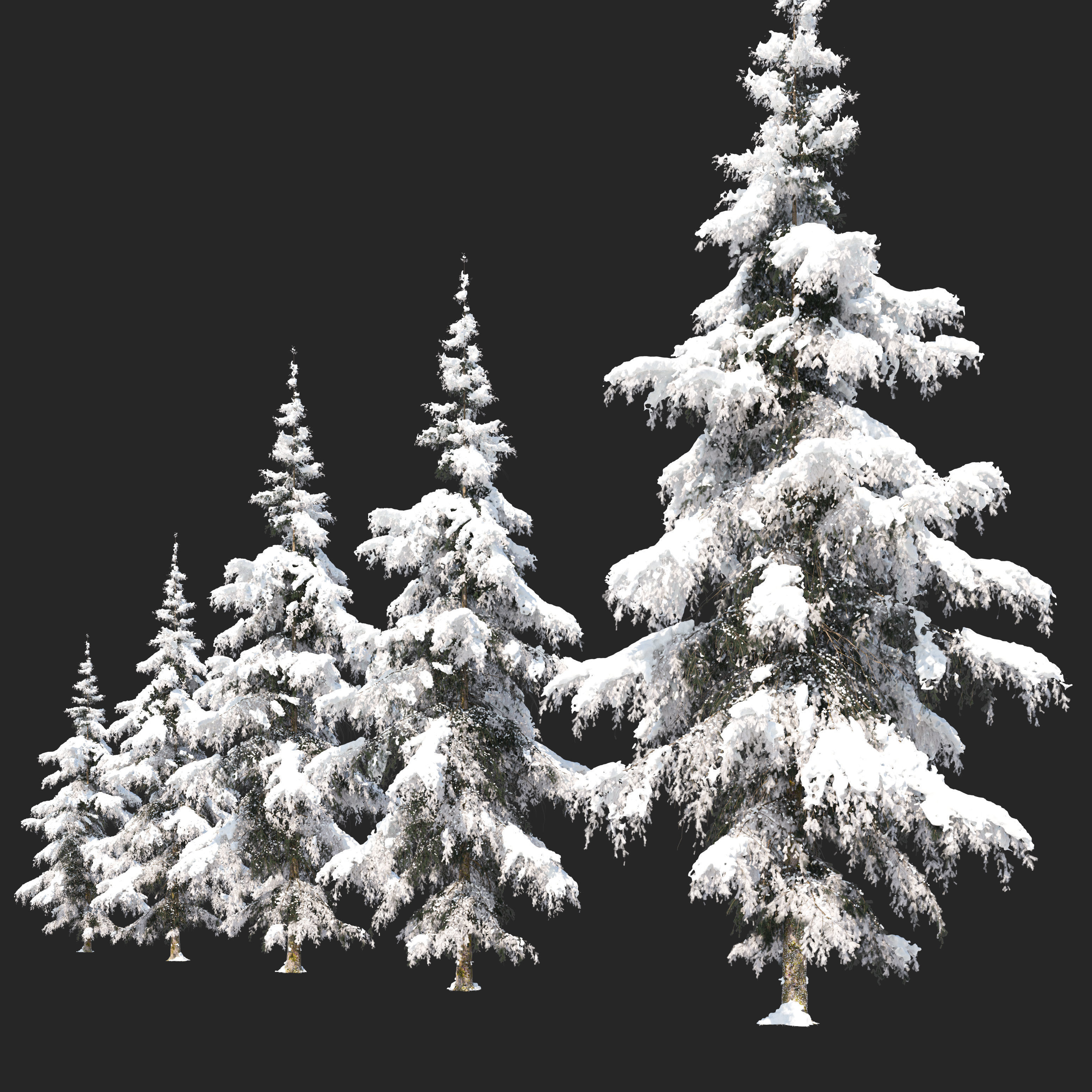 Winter Fir tree 05 3D model_3
