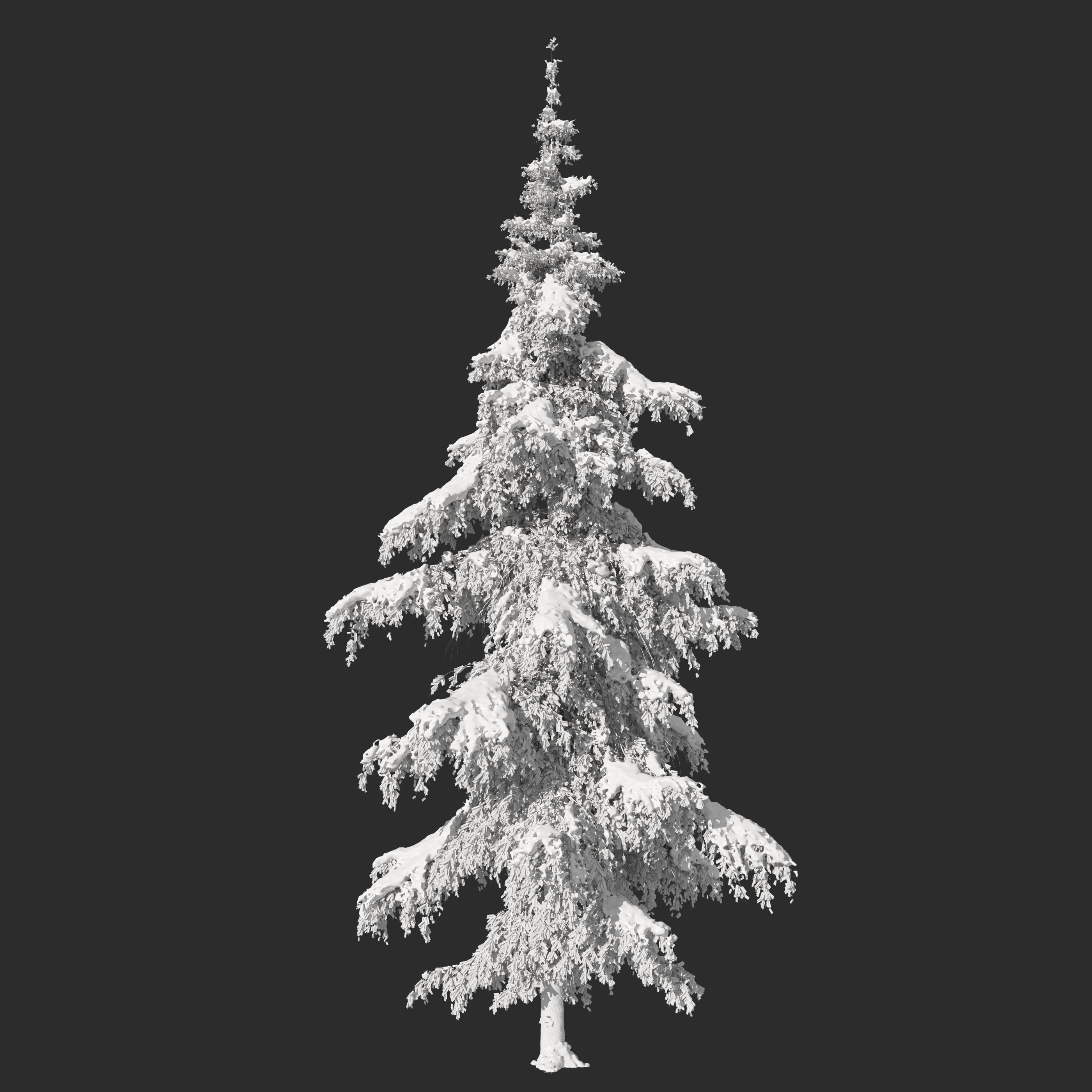 Winter Fir tree 05 3D model_4
