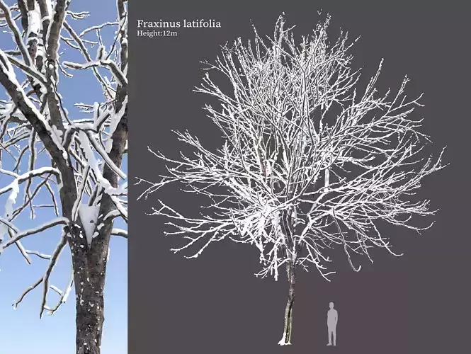 Winter Fraxinus latifolia 3D model
