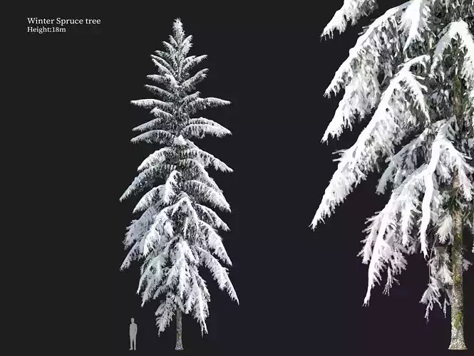 Winter Spruce 3D model