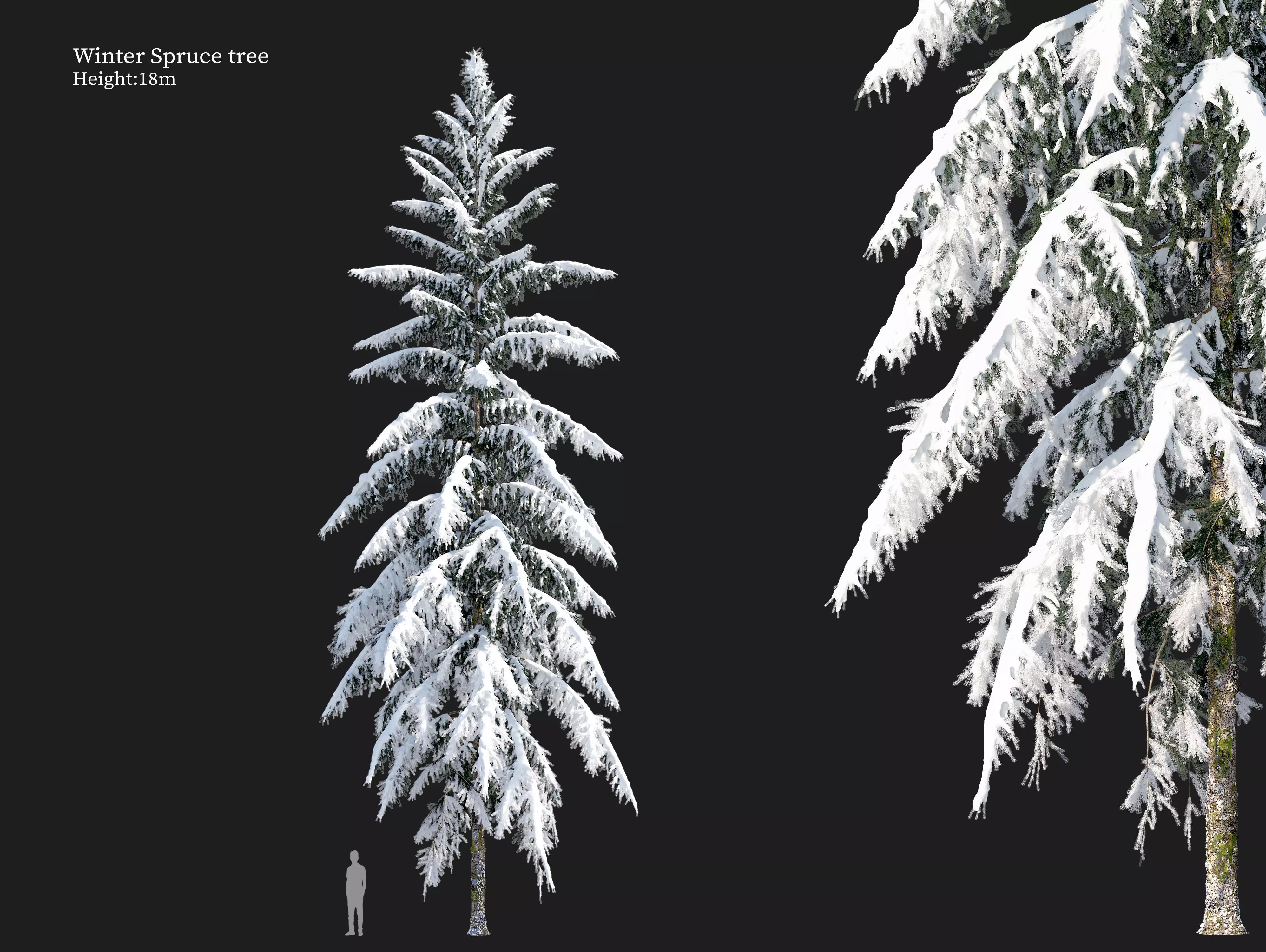 Winter Spruce 3D model_0