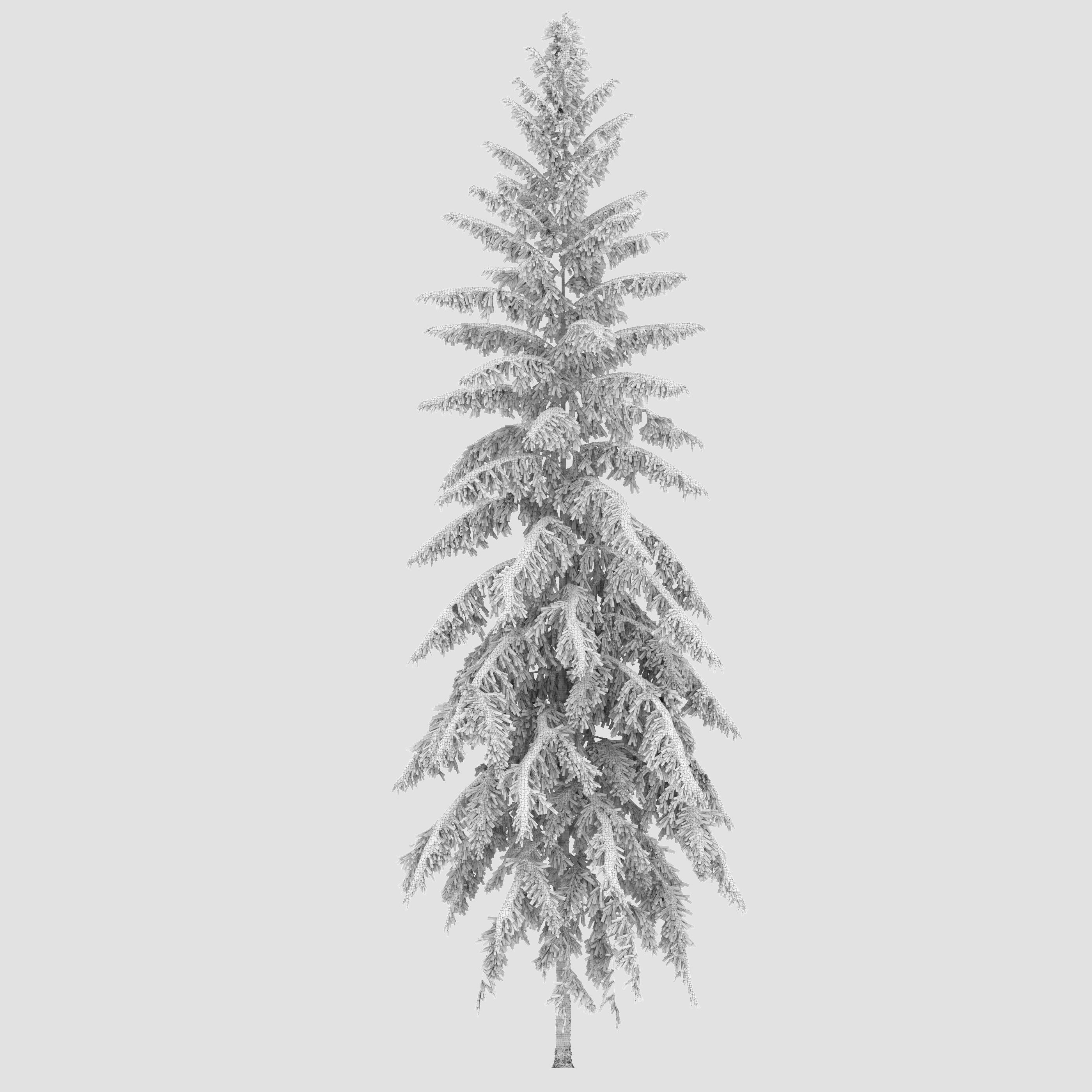 Winter Spruce 3D model_3