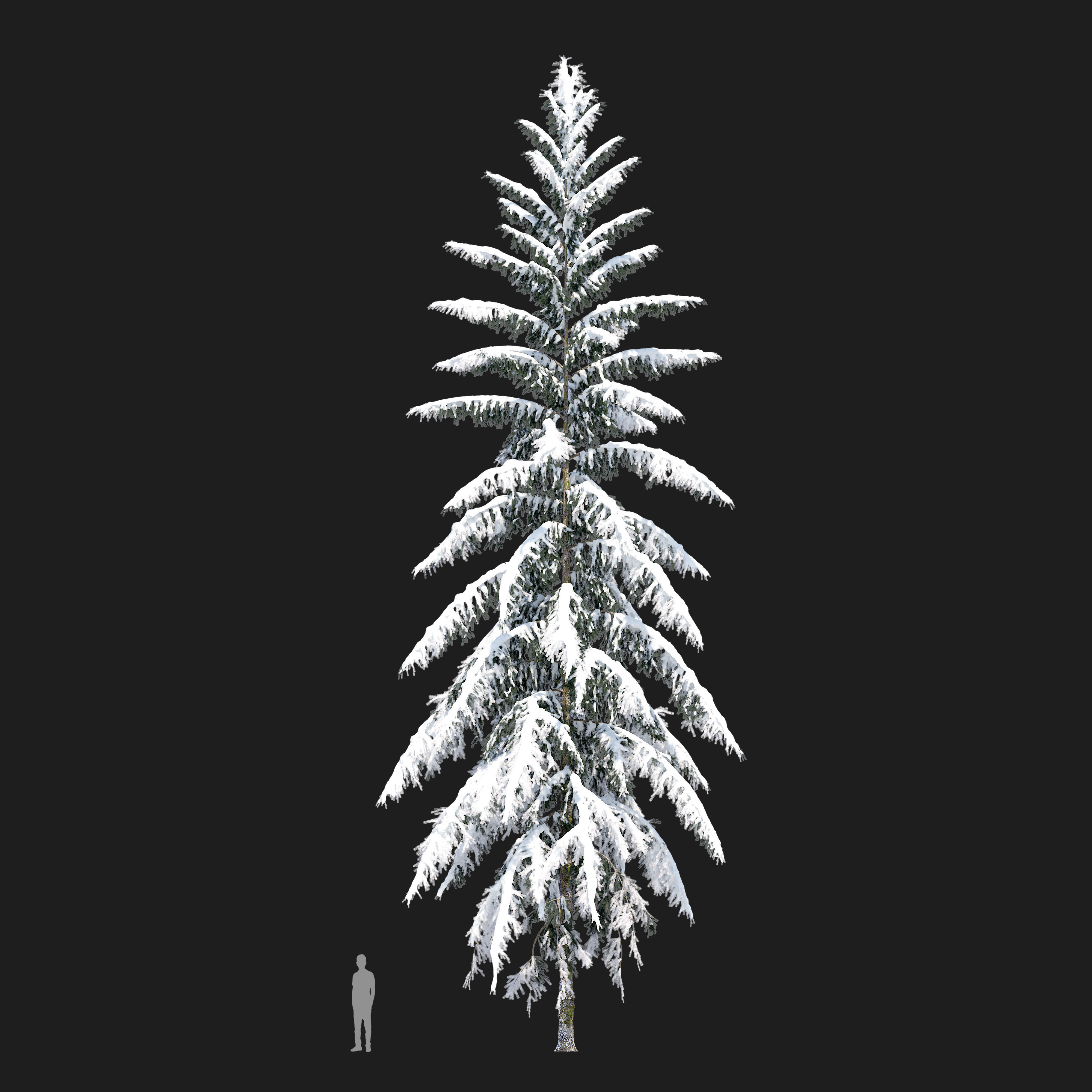 Winter Spruce 3D model_2