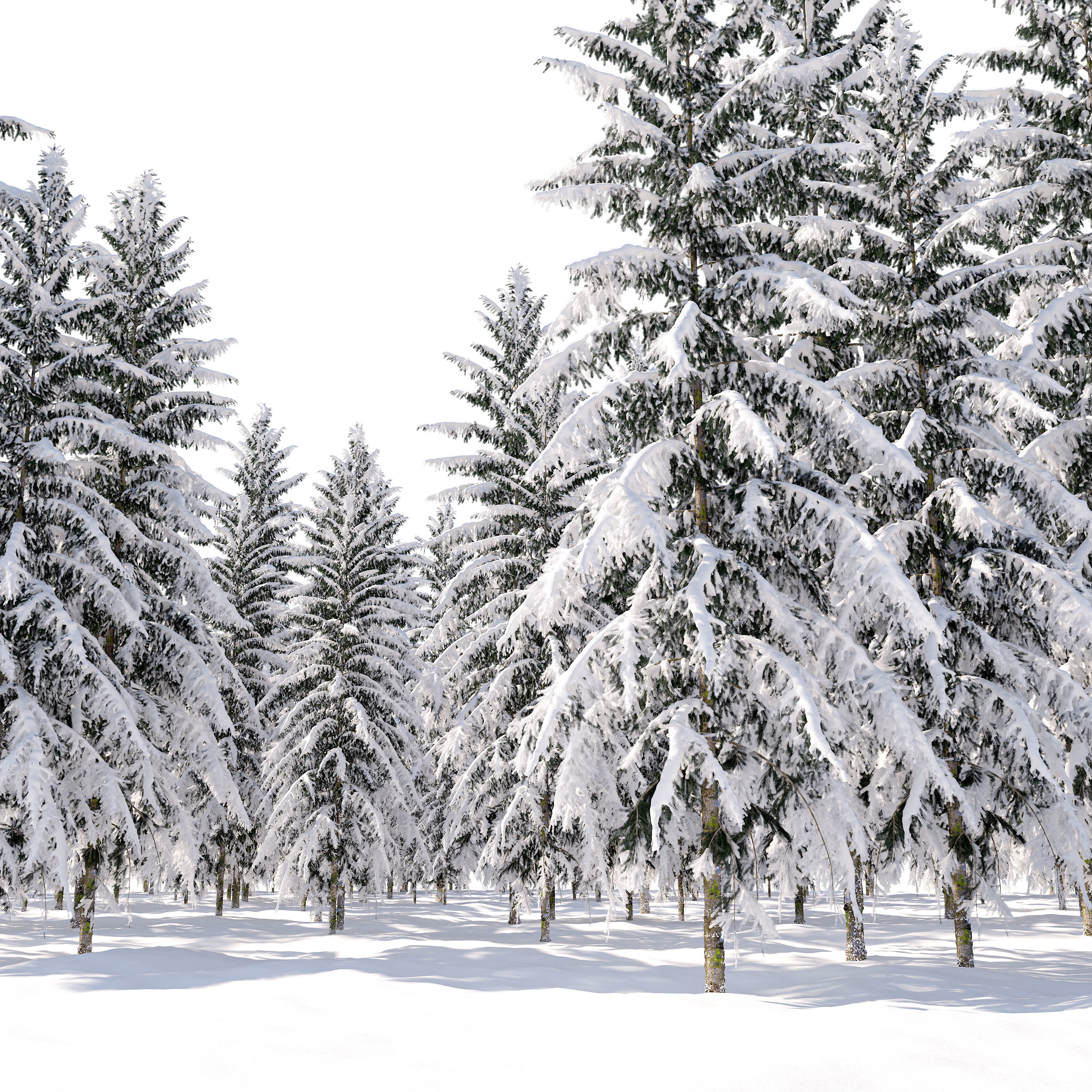 Winter Spruce 3D model_1