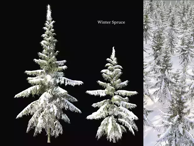 Winter Spruce 02 3D model
