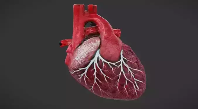Human Heart  3D Game Ready Model
