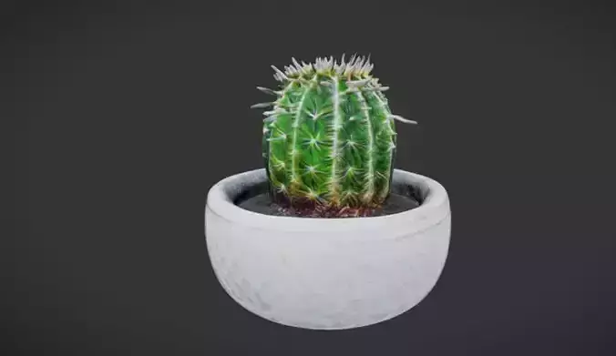 cactus