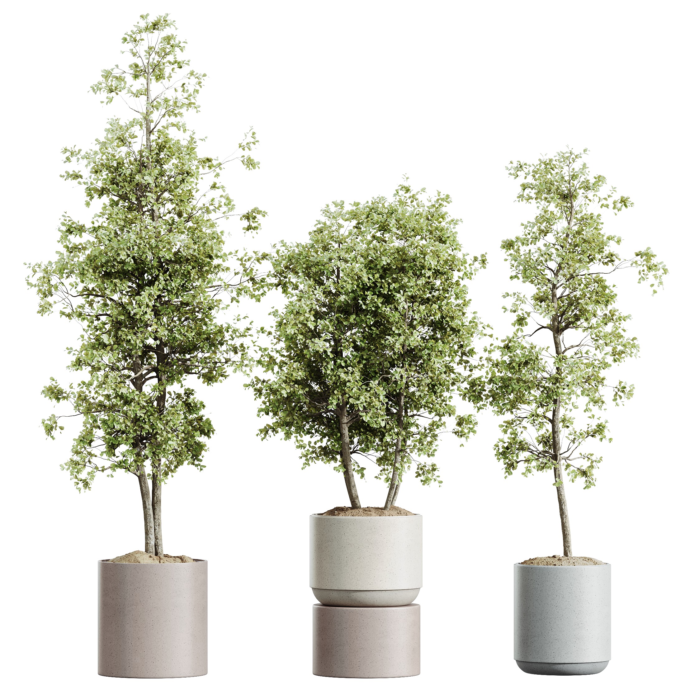 AV HousePlants Mission Kalamata Leccino Arbequina Olive Set07 3D model_3