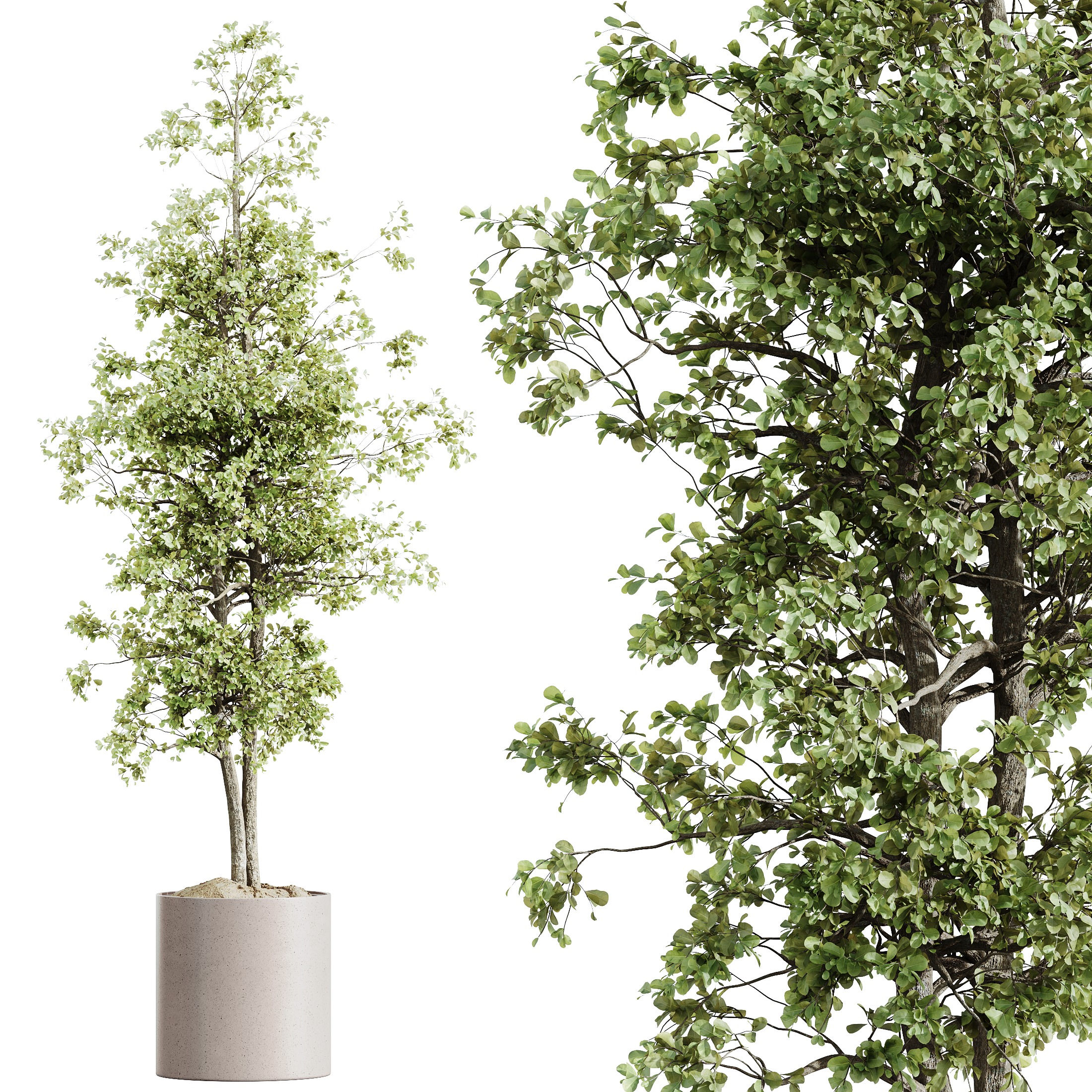 AV HousePlants Mission Kalamata Leccino Arbequina Olive Set07 3D model_1