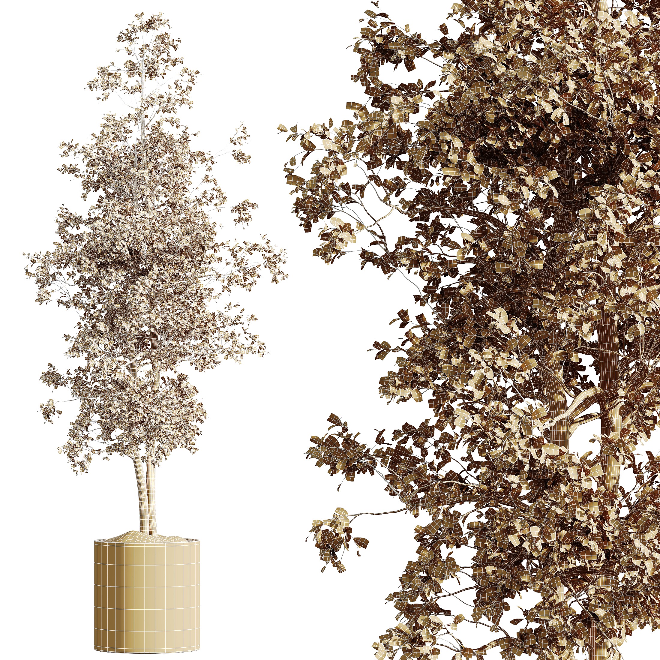 AV HousePlants Mission Kalamata Leccino Arbequina Olive Set07 3D model_4