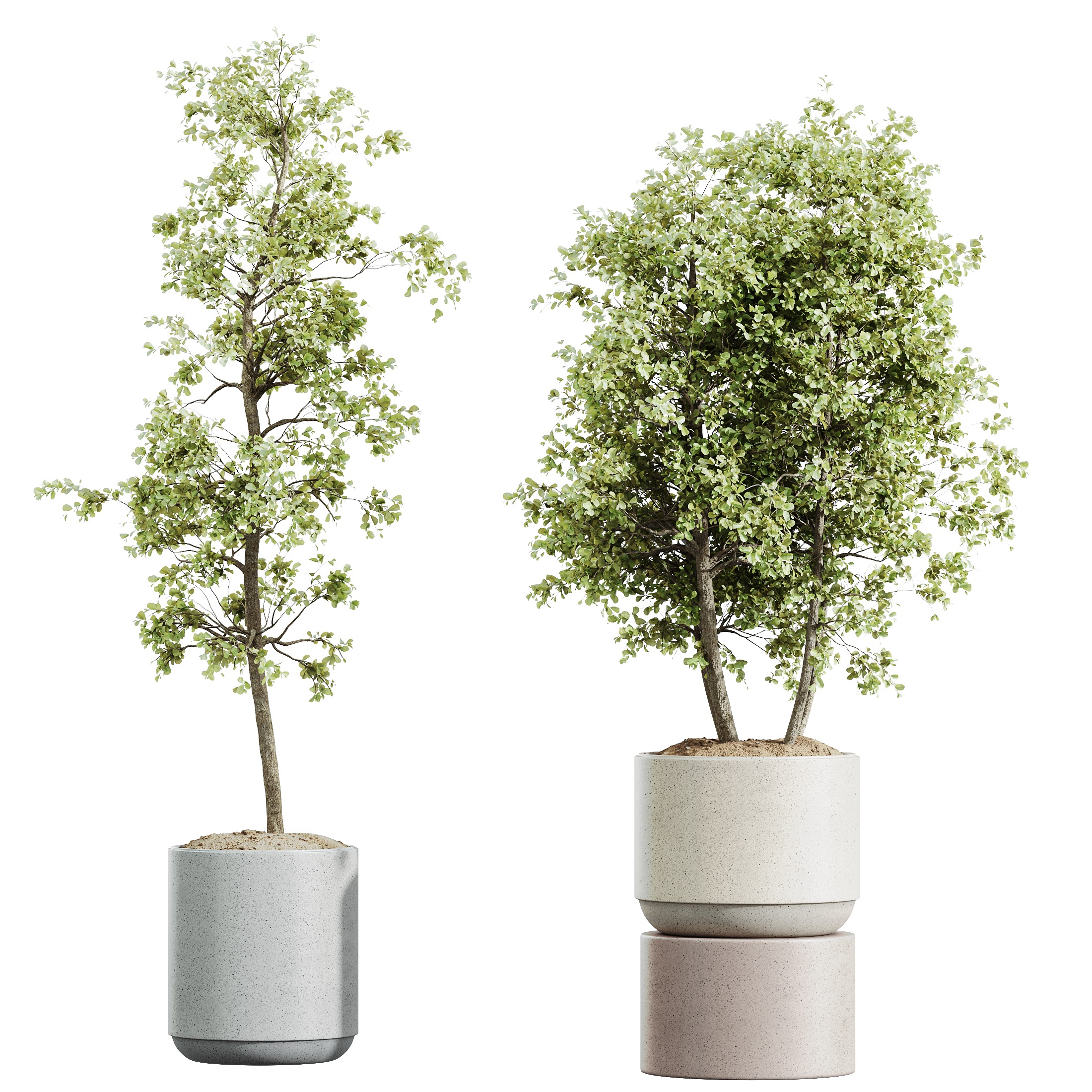 AV HousePlants Mission Kalamata Leccino Arbequina Olive Set07 3D model_2