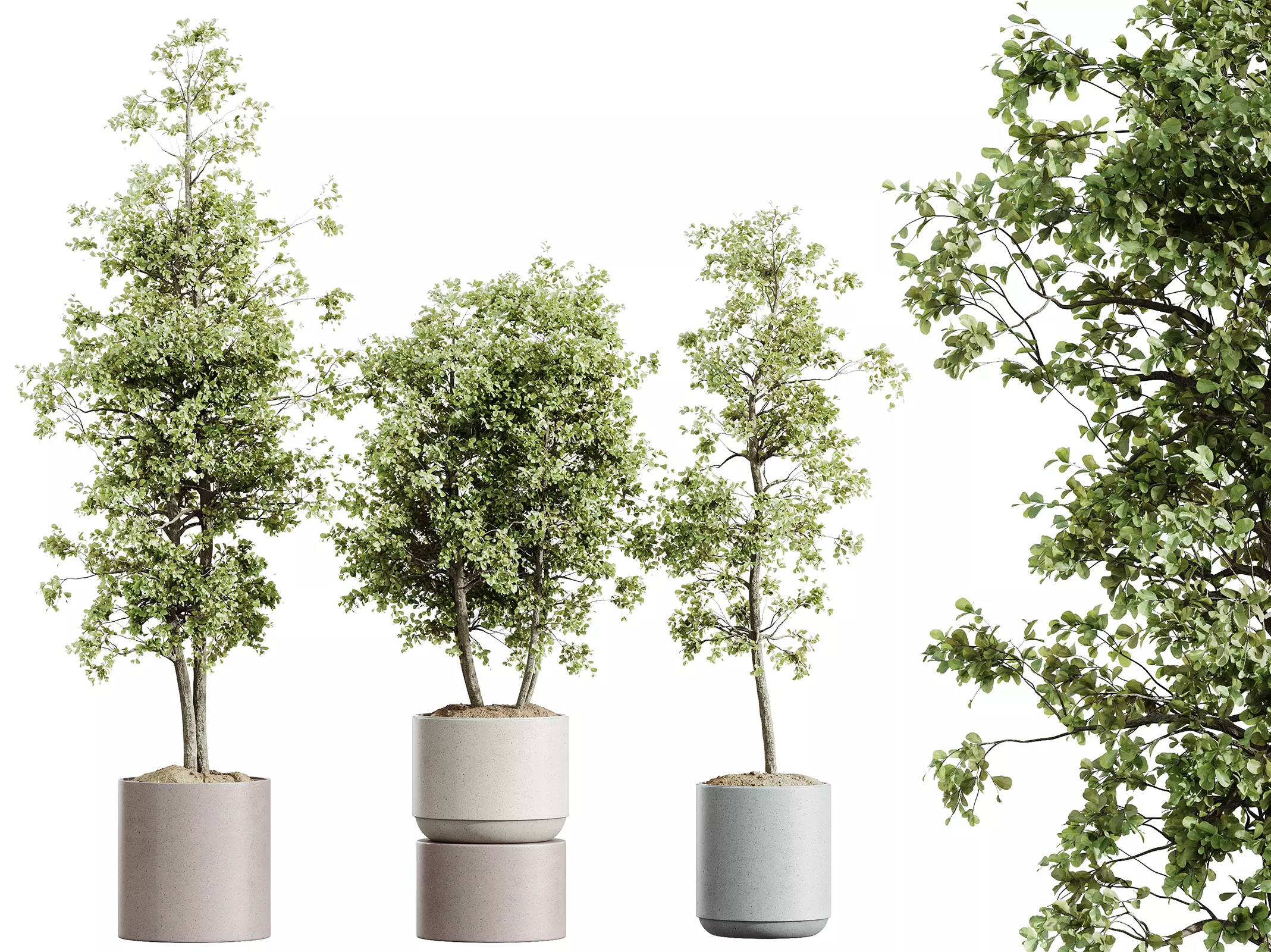 AV HousePlants Mission Kalamata Leccino Arbequina Olive Set07 3D model_0