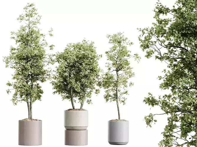 AV HousePlants Mission Kalamata Leccino Arbequina Olive Set07 3D model