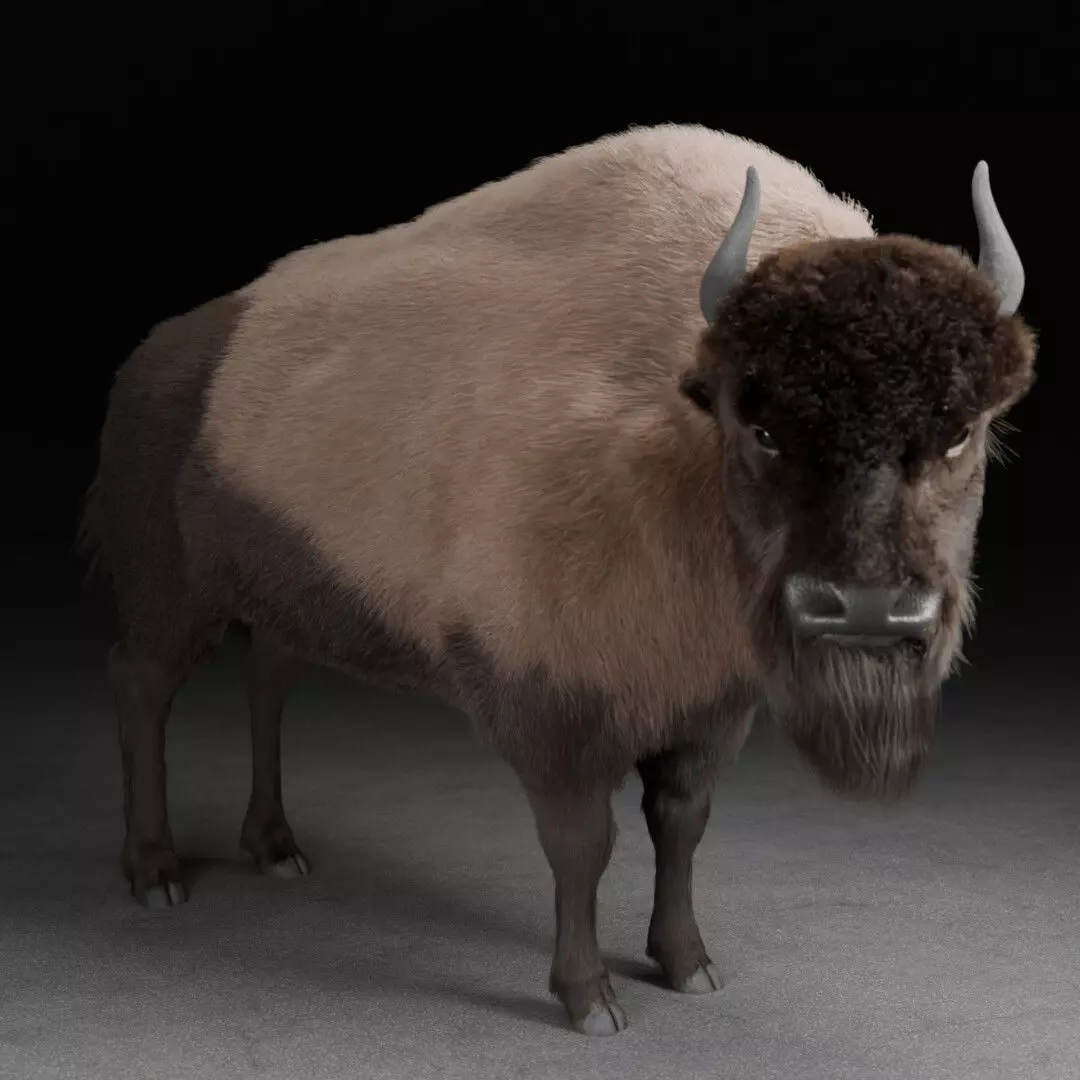 bison 3D model_0