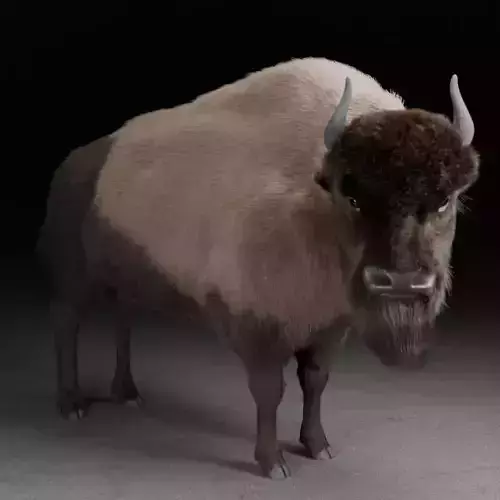 bison 