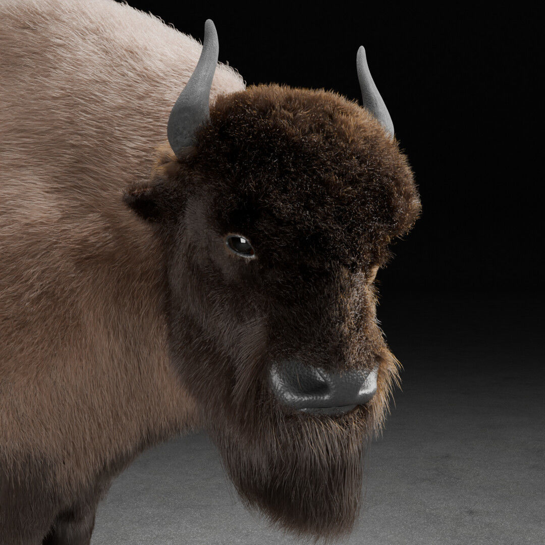 bison 3D model_1