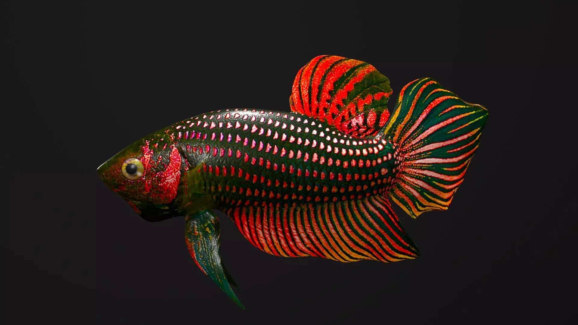 Betta Fish 3D model_0