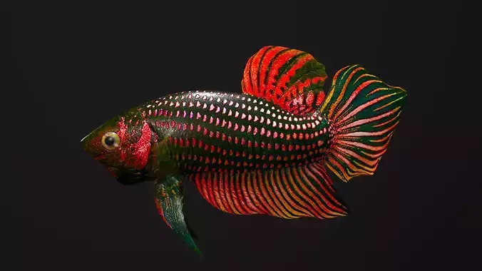 Betta Fish 3D model