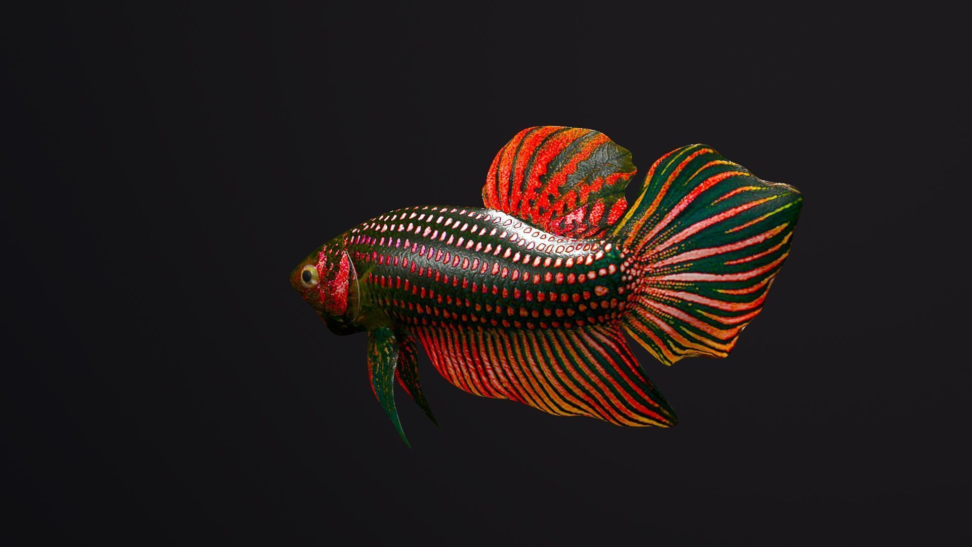 Betta Fish 3D model_1