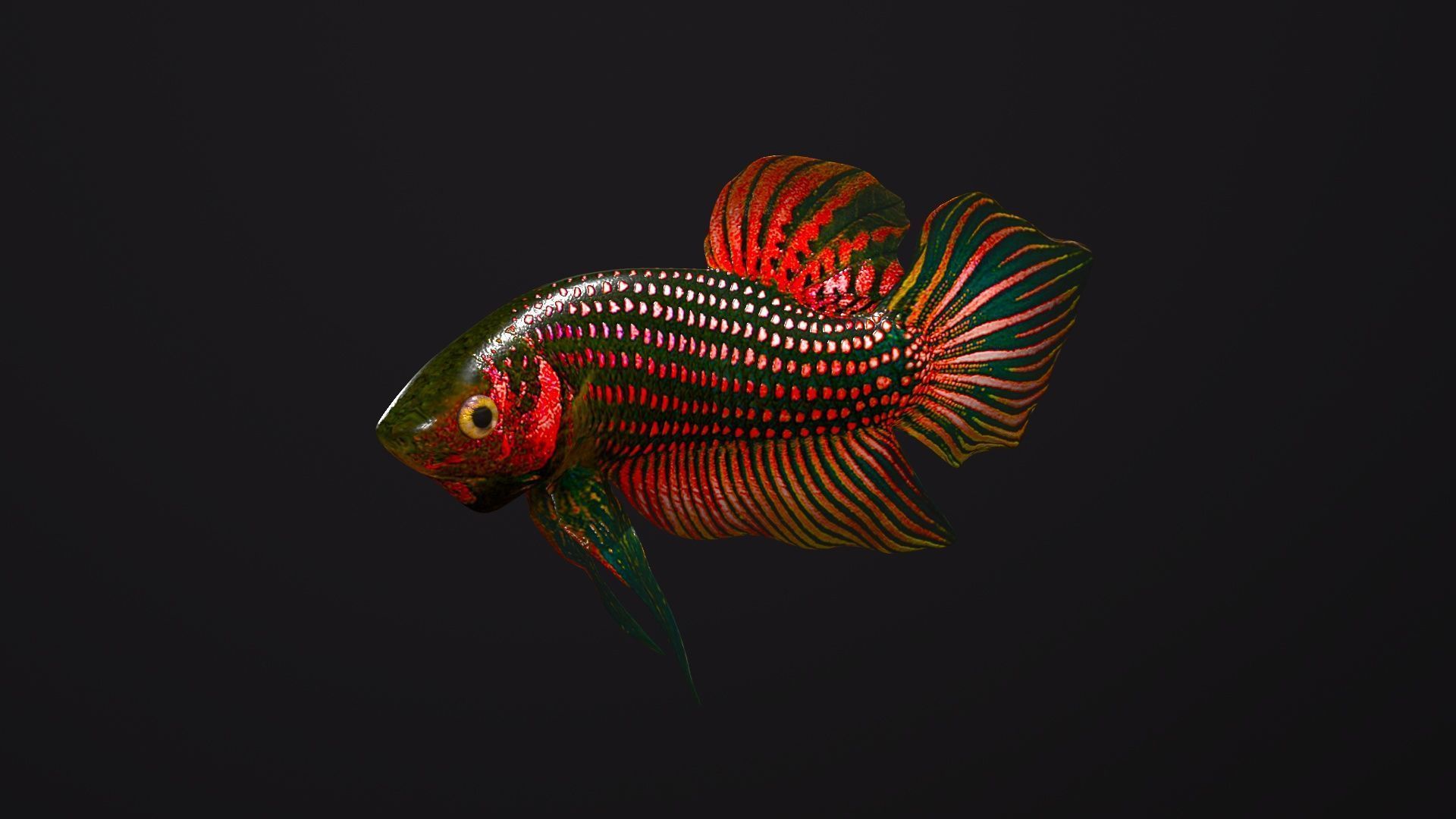 Betta Fish 3D model_2