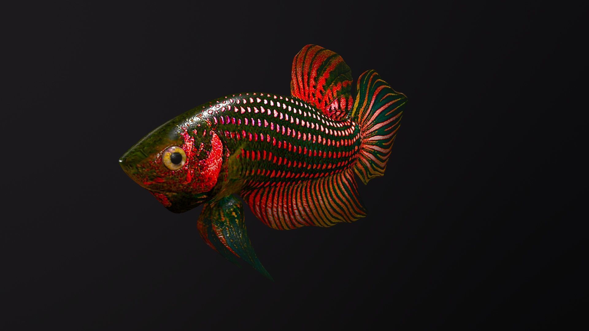 Betta Fish 3D model_5