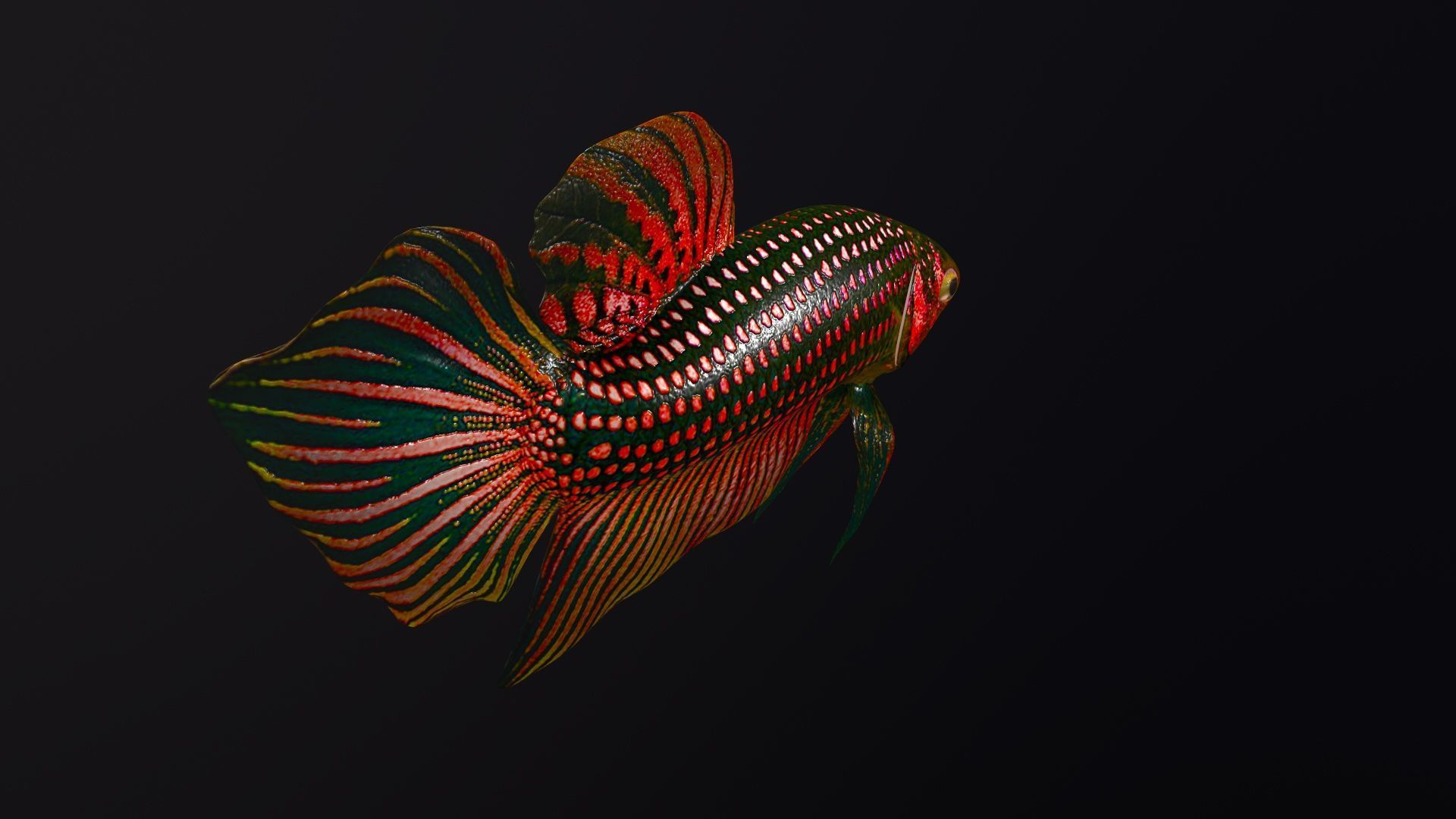 Betta Fish 3D model_4