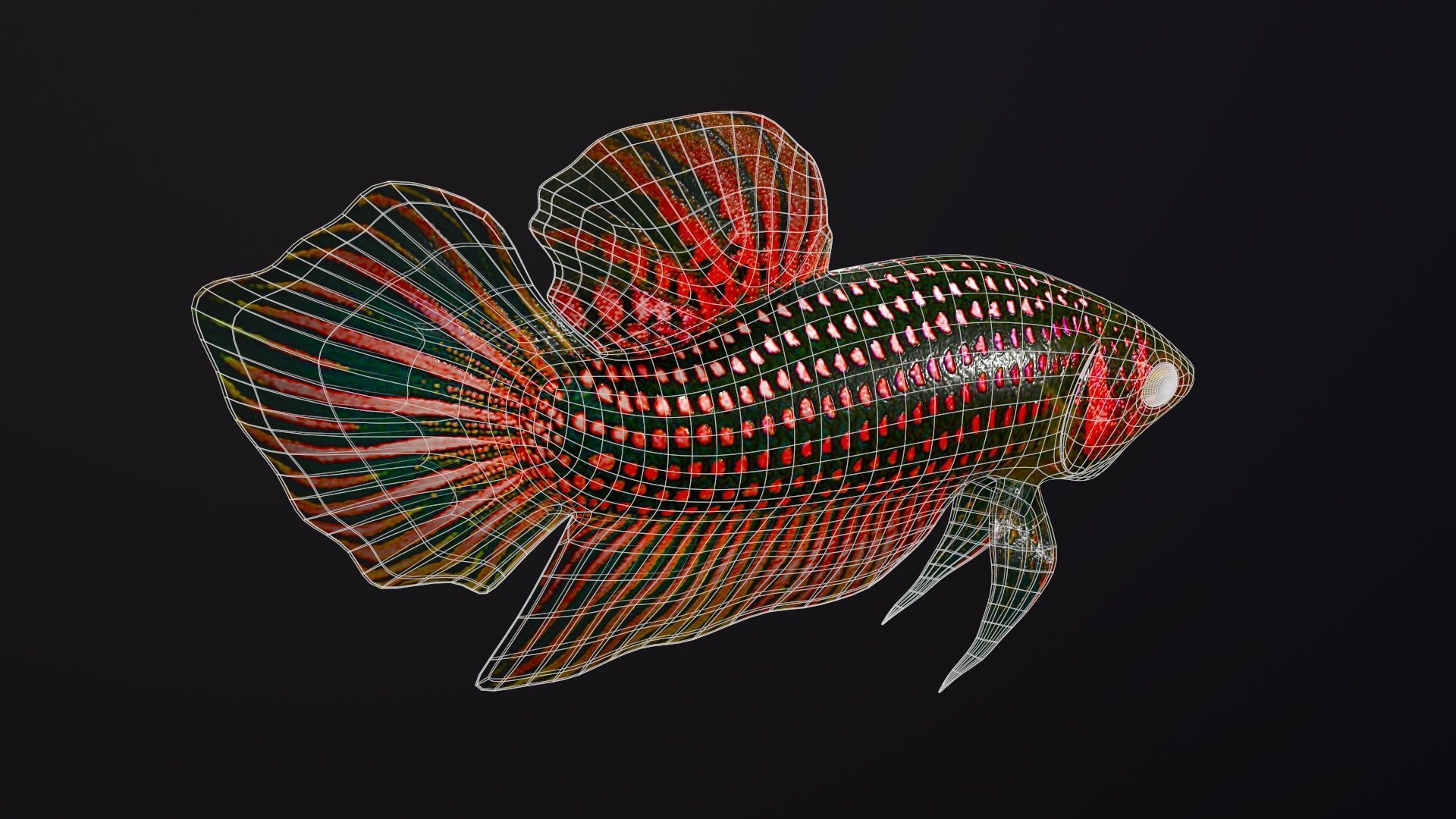 Betta Fish 3D model_8
